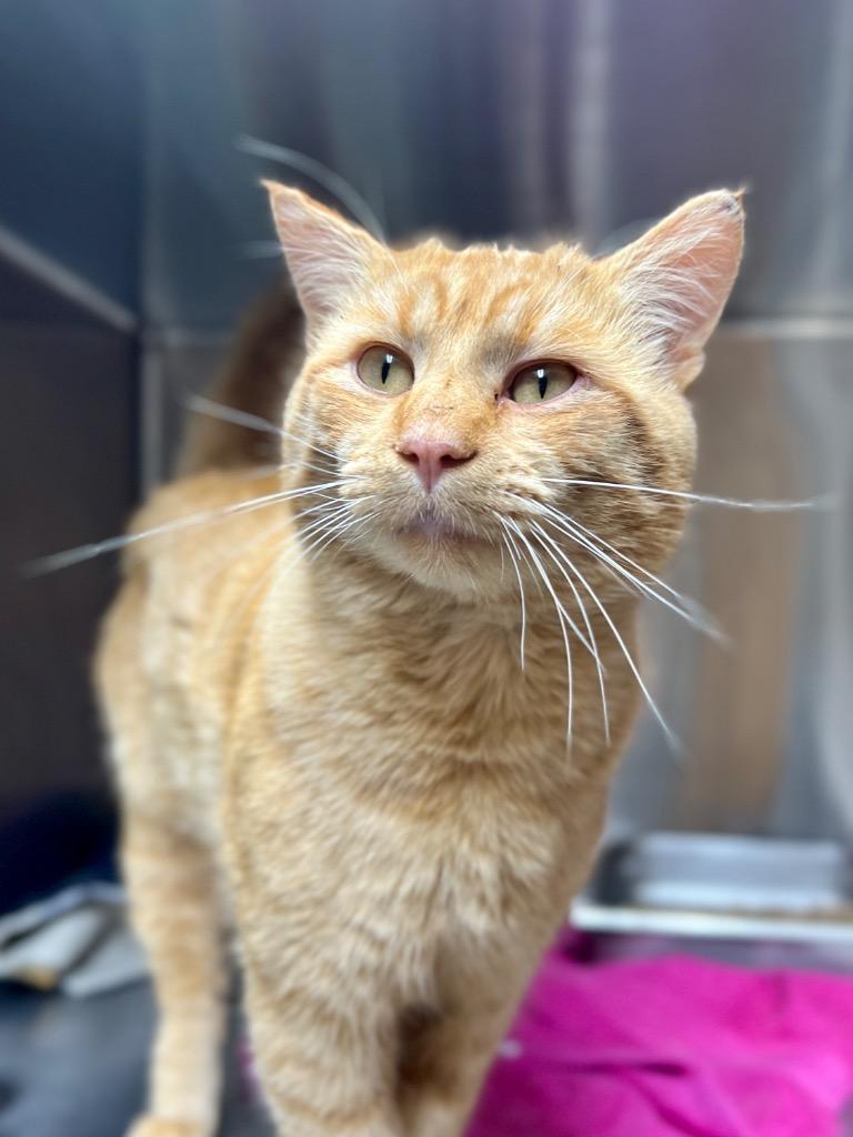 Zuko, Adoptable, Adult Male Domestic Short Hair.