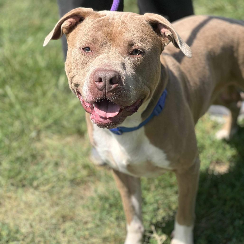 Walnut, Adoptable, Adult Male Mixed Breed.