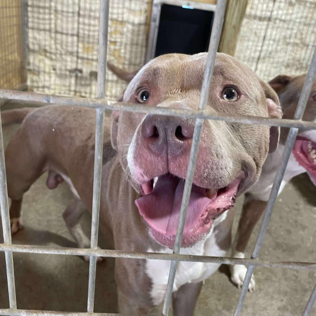 Enlarge Walnut, a Adoptable Mixed Breed in Huntington, WV image 2/5