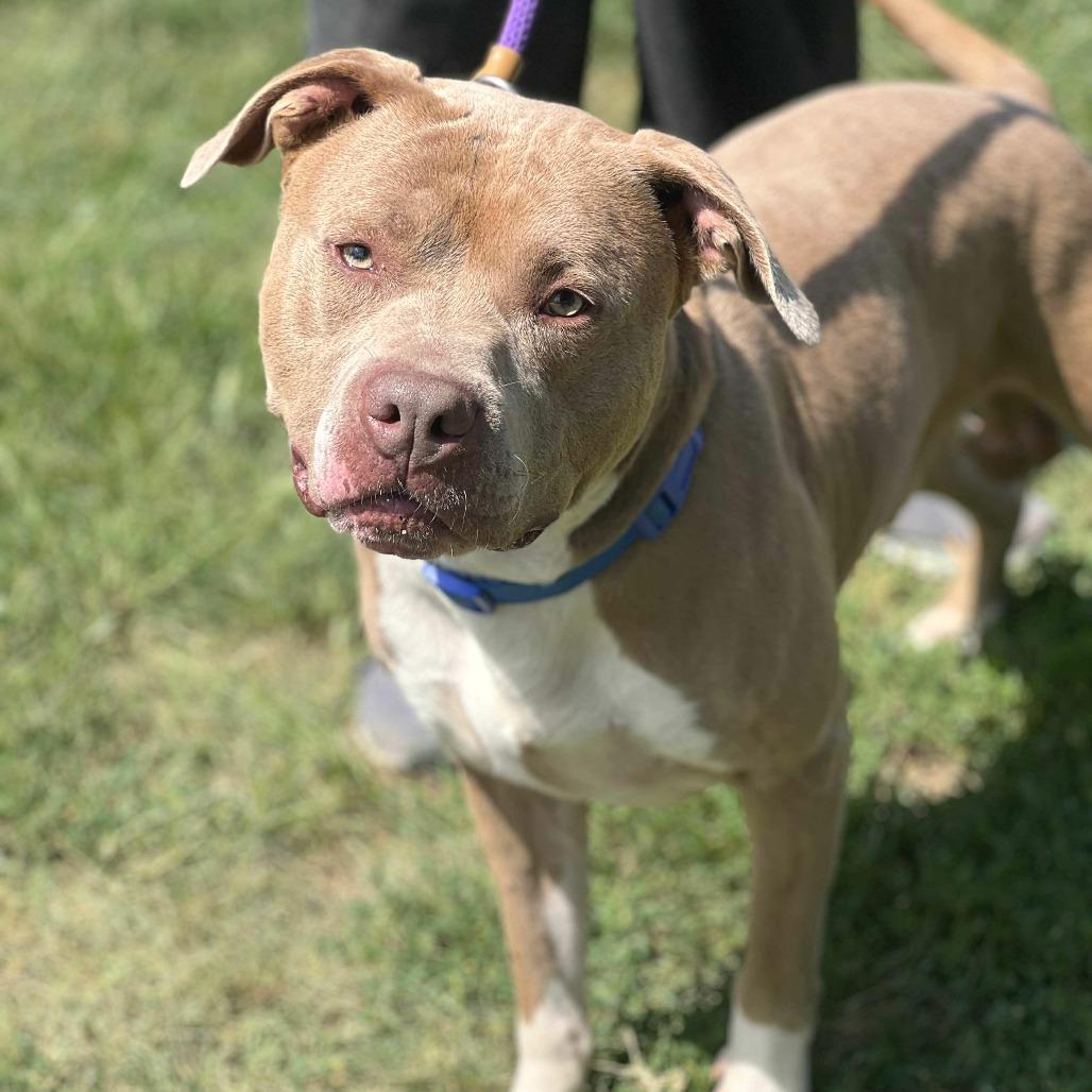 Enlarge Walnut, a Adoptable Mixed Breed in Huntington, WV image 3/5