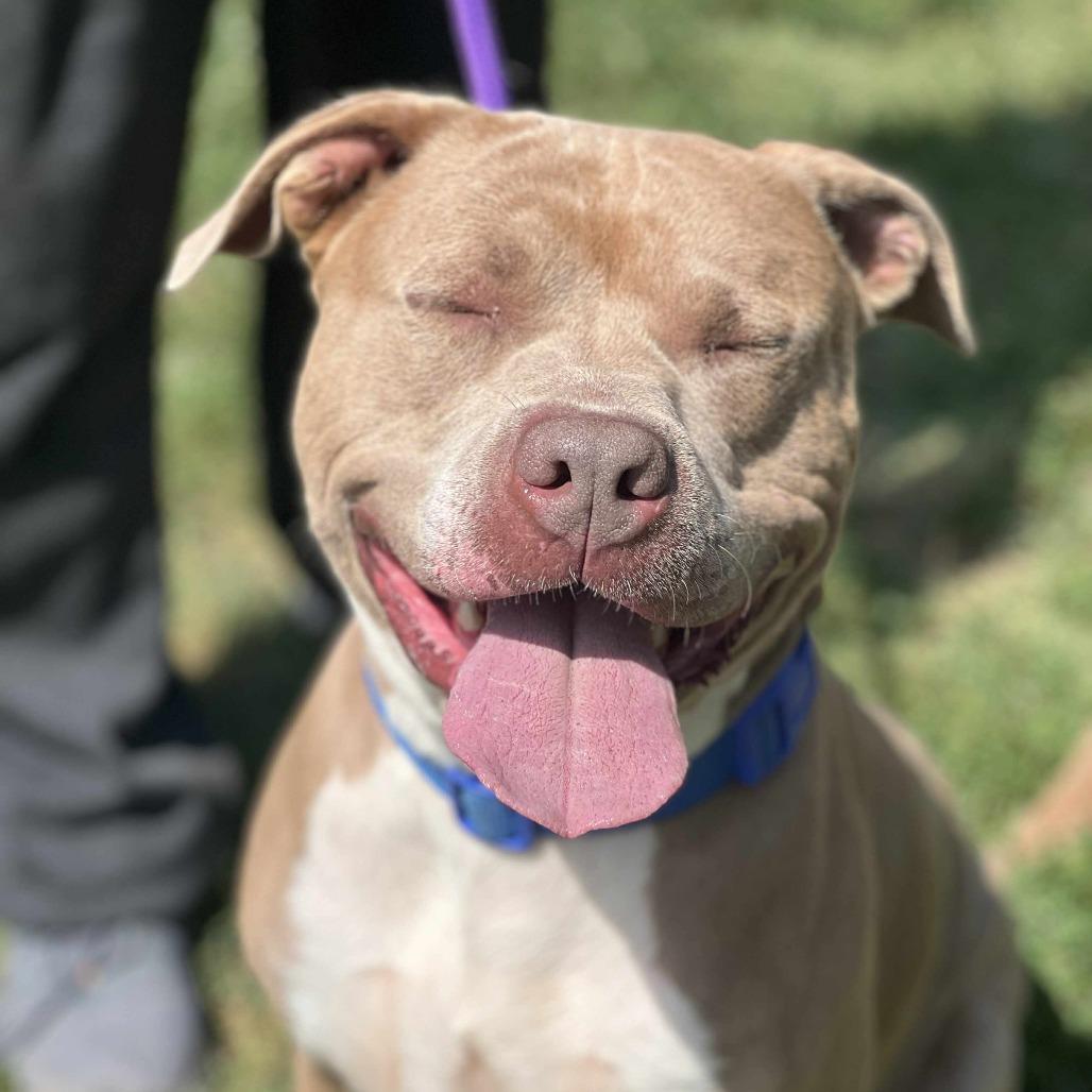 Enlarge Walnut, a Adoptable Mixed Breed in Huntington, WV image 5/5