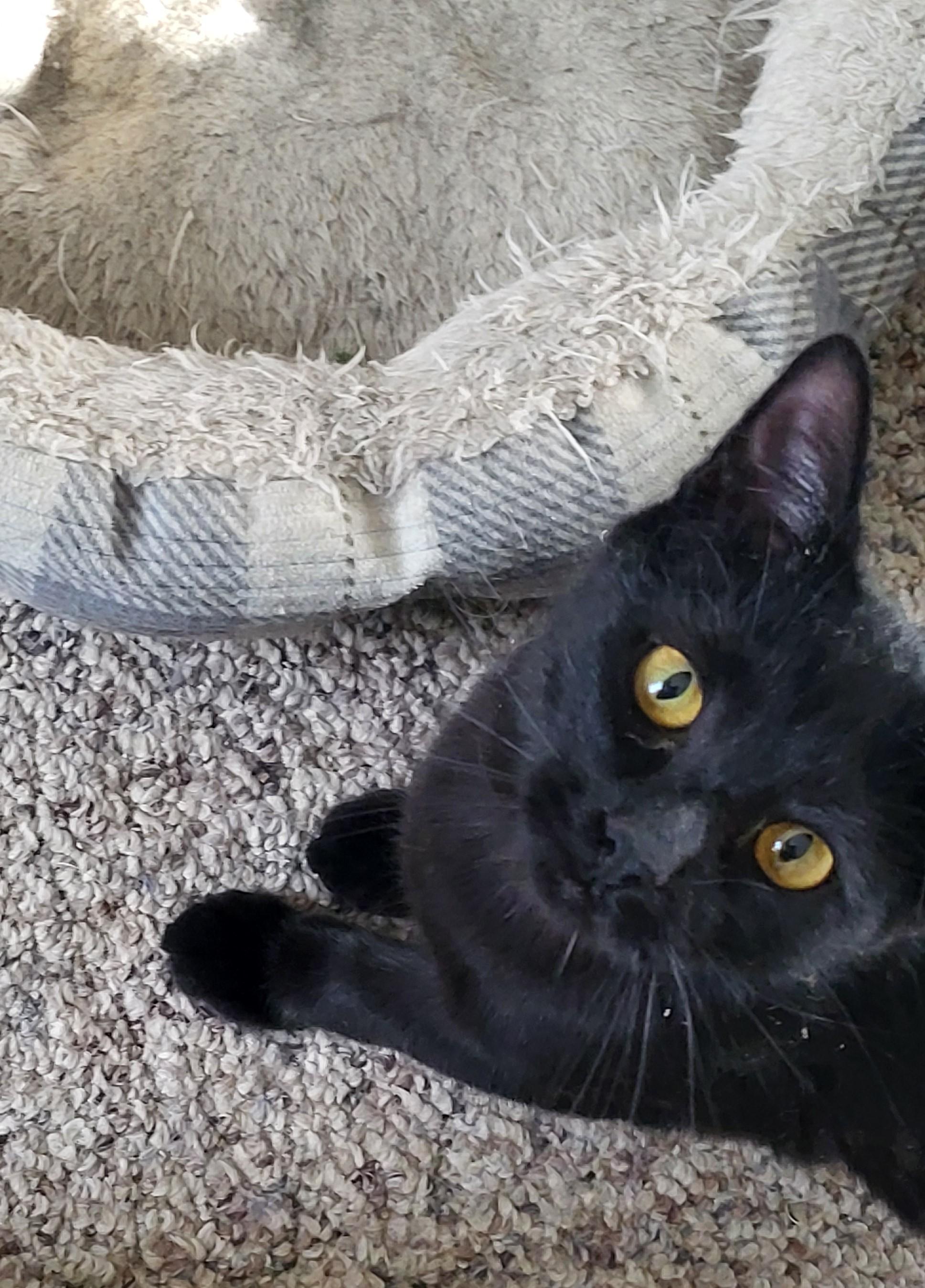 Enlarge Maddy and Enid- Bombay Beauties, a Adoptable mixed breed in Bennington, VT image 4/4