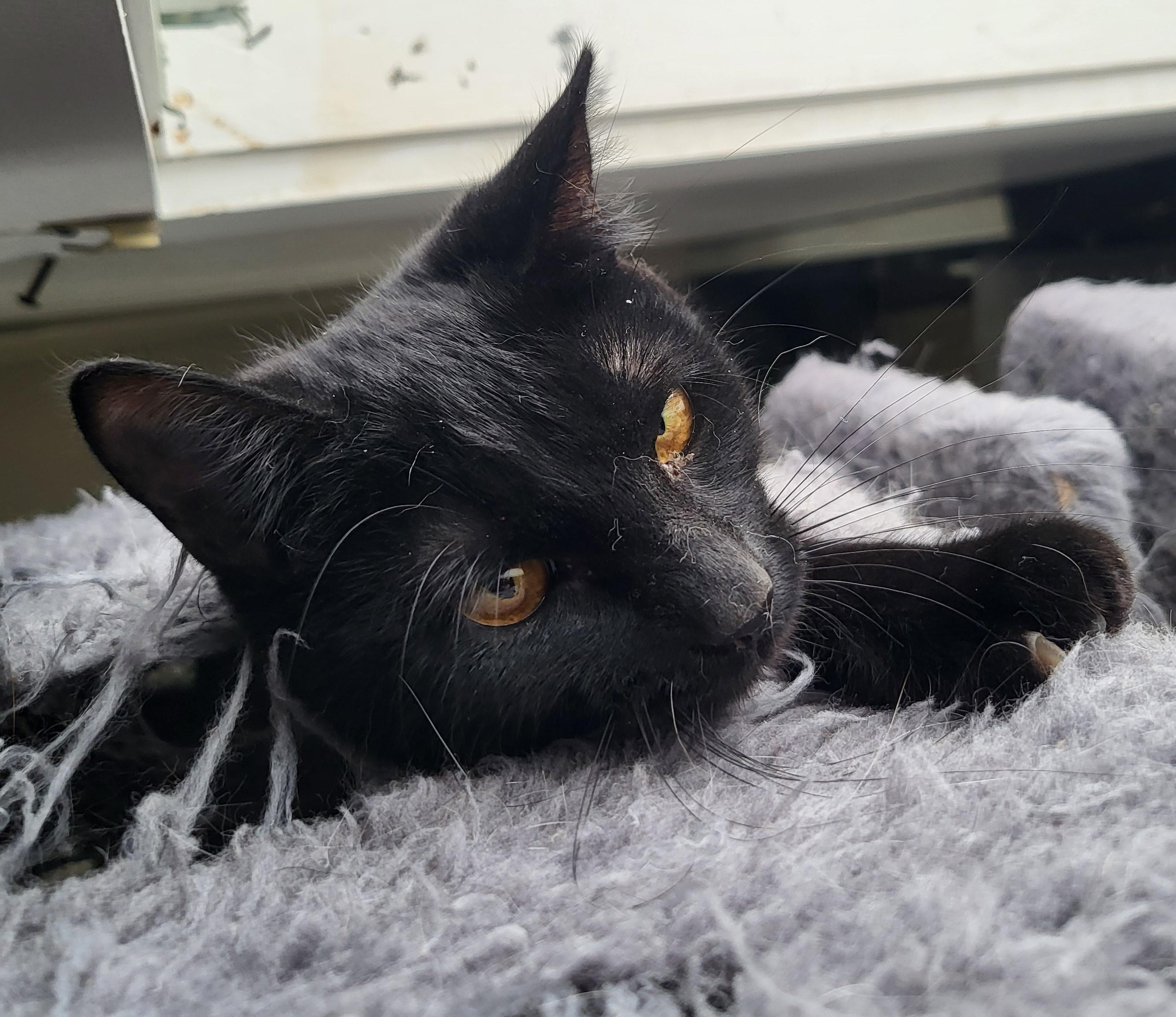 Maddy and Enid- Bombay Beauties, Adoptable, Kitten Female Bombay & American Shorthair.