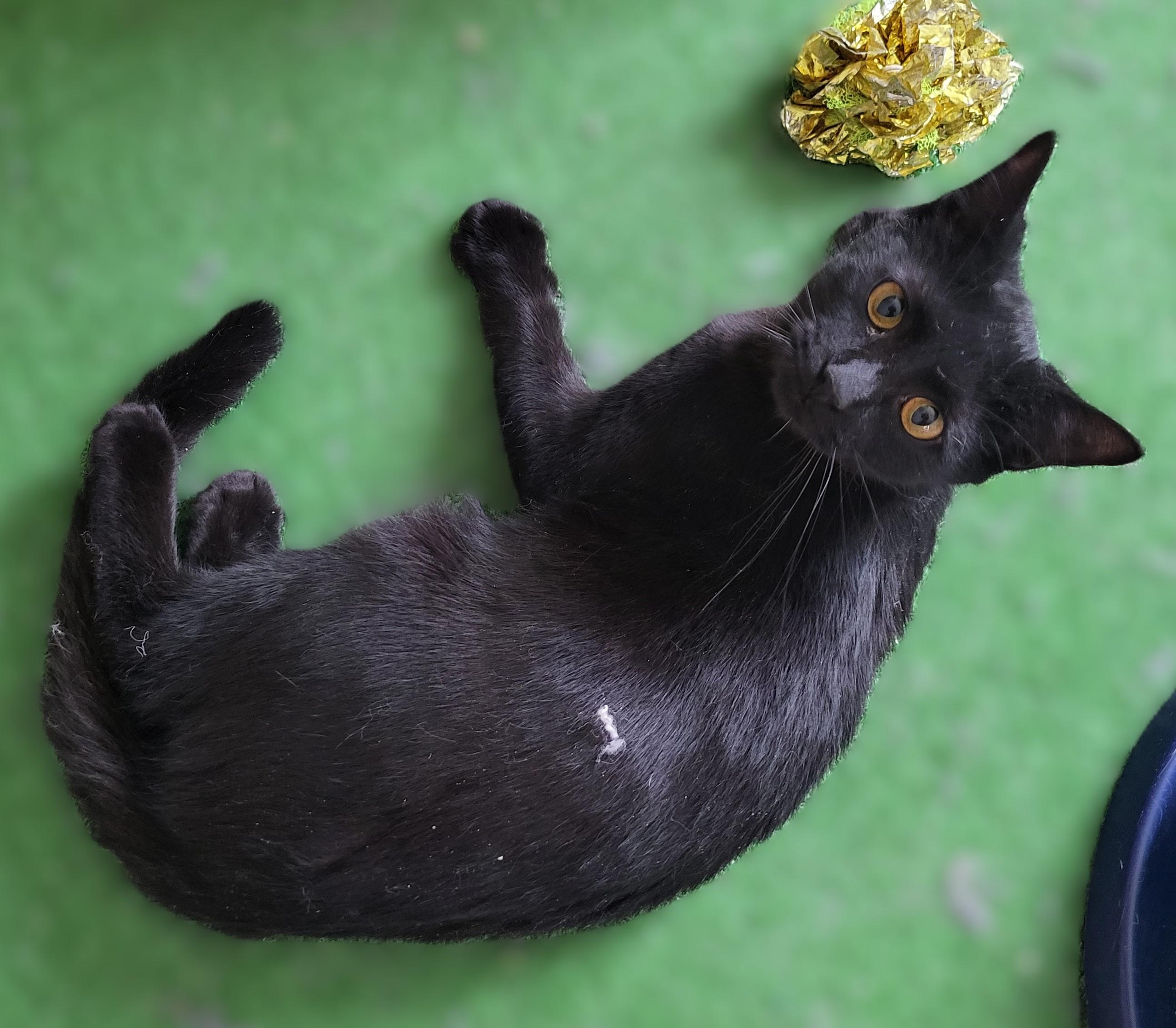 Enlarge Maddy and Enid- Bombay Beauties, a Adoptable mixed breed in Bennington, VT image 3/4