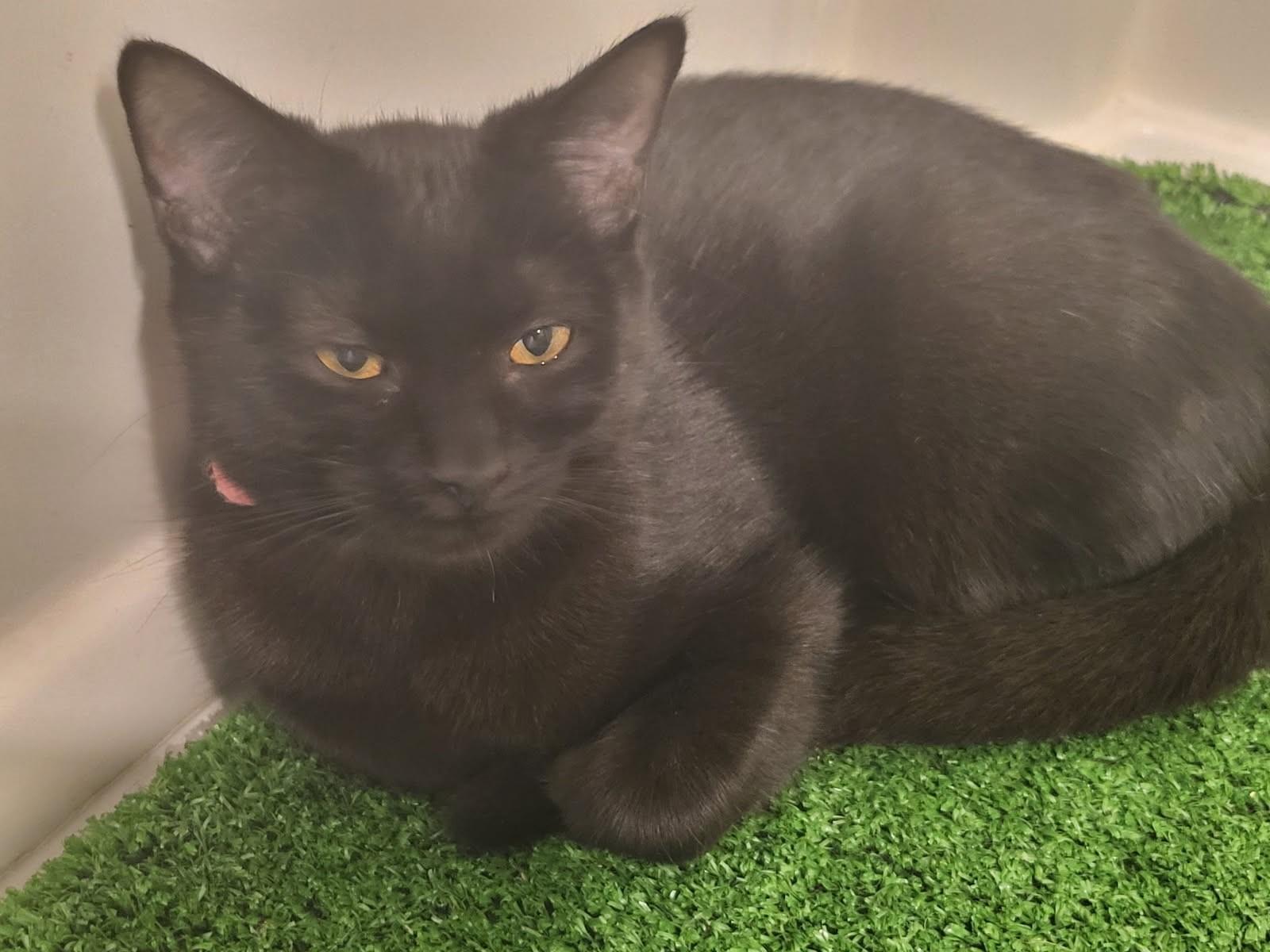 Maddy, Adoptable, Kitten Female American Shorthair & Bombay.