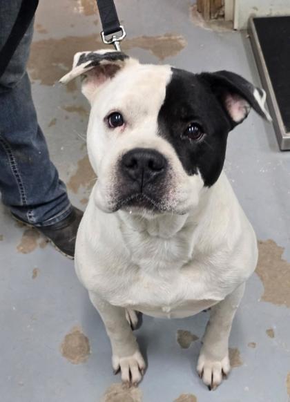 Enlarge Ollie, an adopted mixed breed in Bedford, IN image 1/1