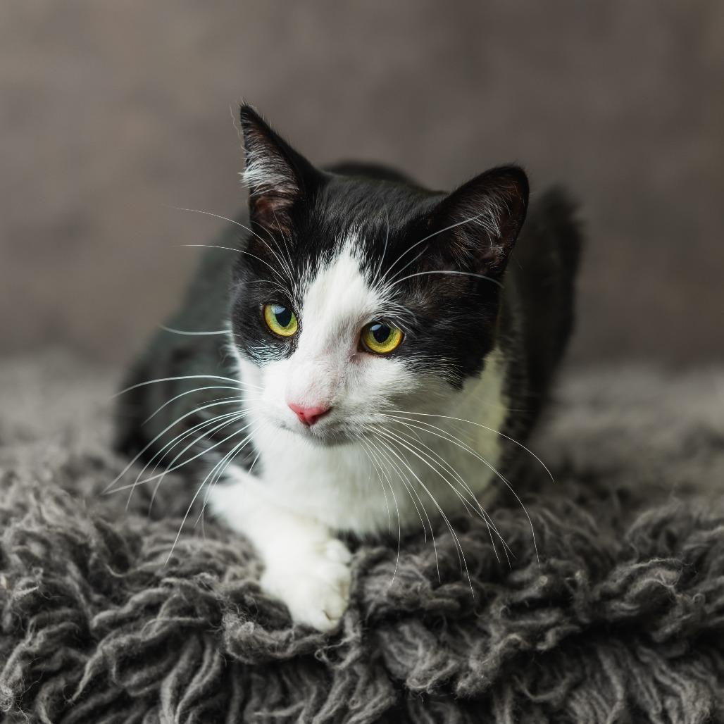 Washi, a Adoptable Domestic Short Hair in St. Paul, MN image 1/4