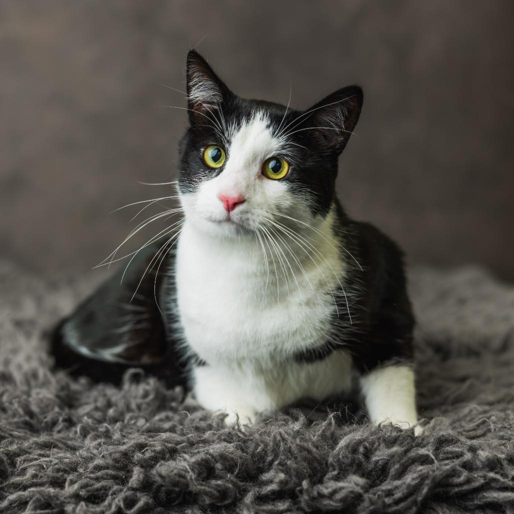 Washi, a Adoptable Domestic Short Hair in St. Paul, MN image 2/4