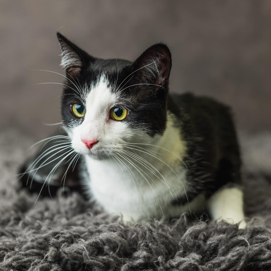 Washi, a Adoptable Domestic Short Hair in St. Paul, MN image 3/4