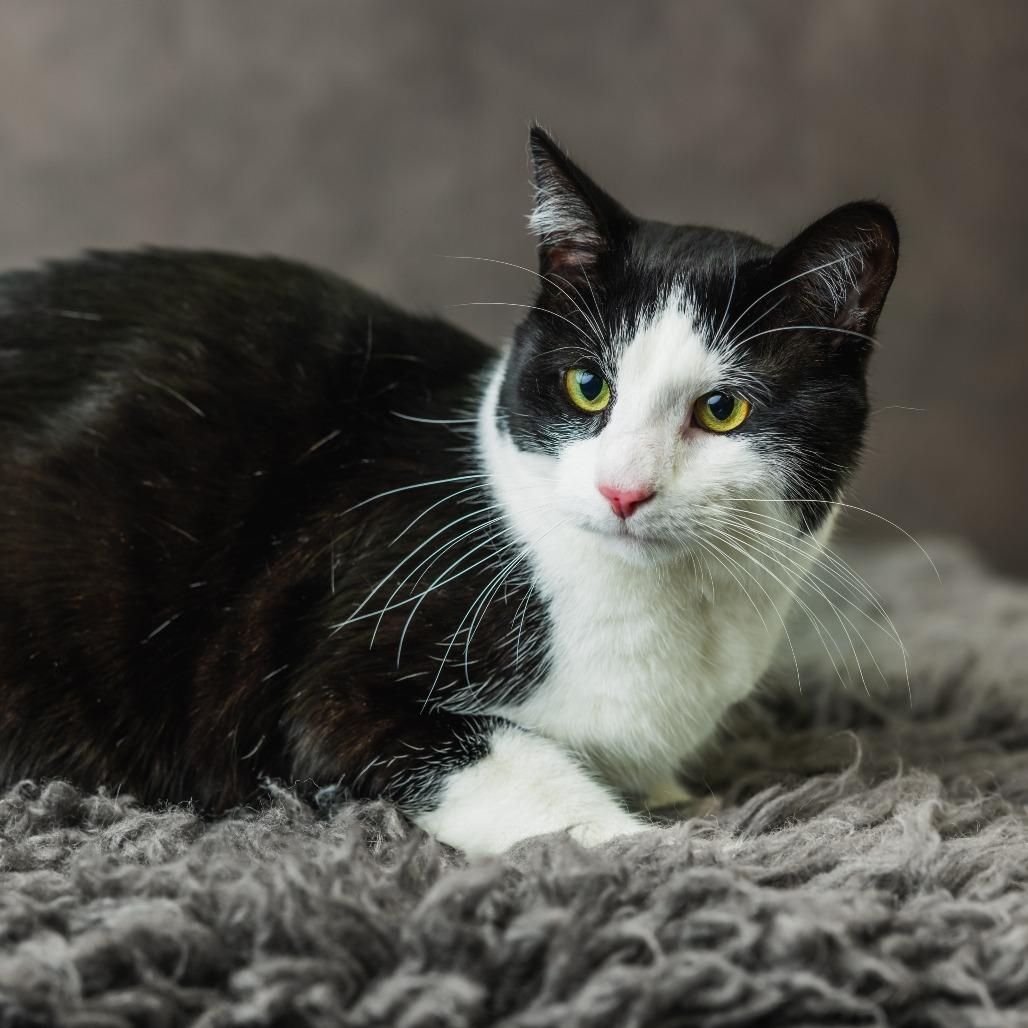 Washi, a Adoptable Domestic Short Hair in St. Paul, MN image 4/4