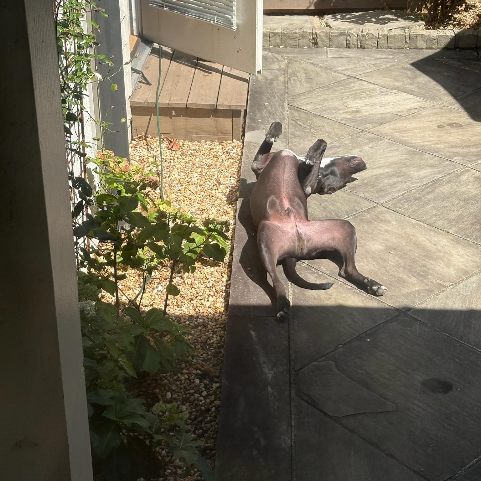 Tiago -- Private Adoption Through Current Owner, adoptable, Adult Male Dogo Argentino.