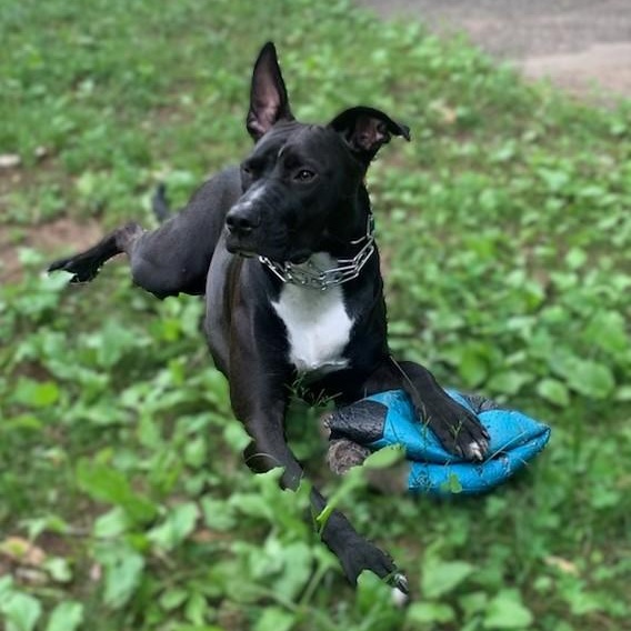 Enlarge Tiago -- Private Adoption Through Current Owner, a Adoptable Dogo Argentino in Roswell, GA image 1/6