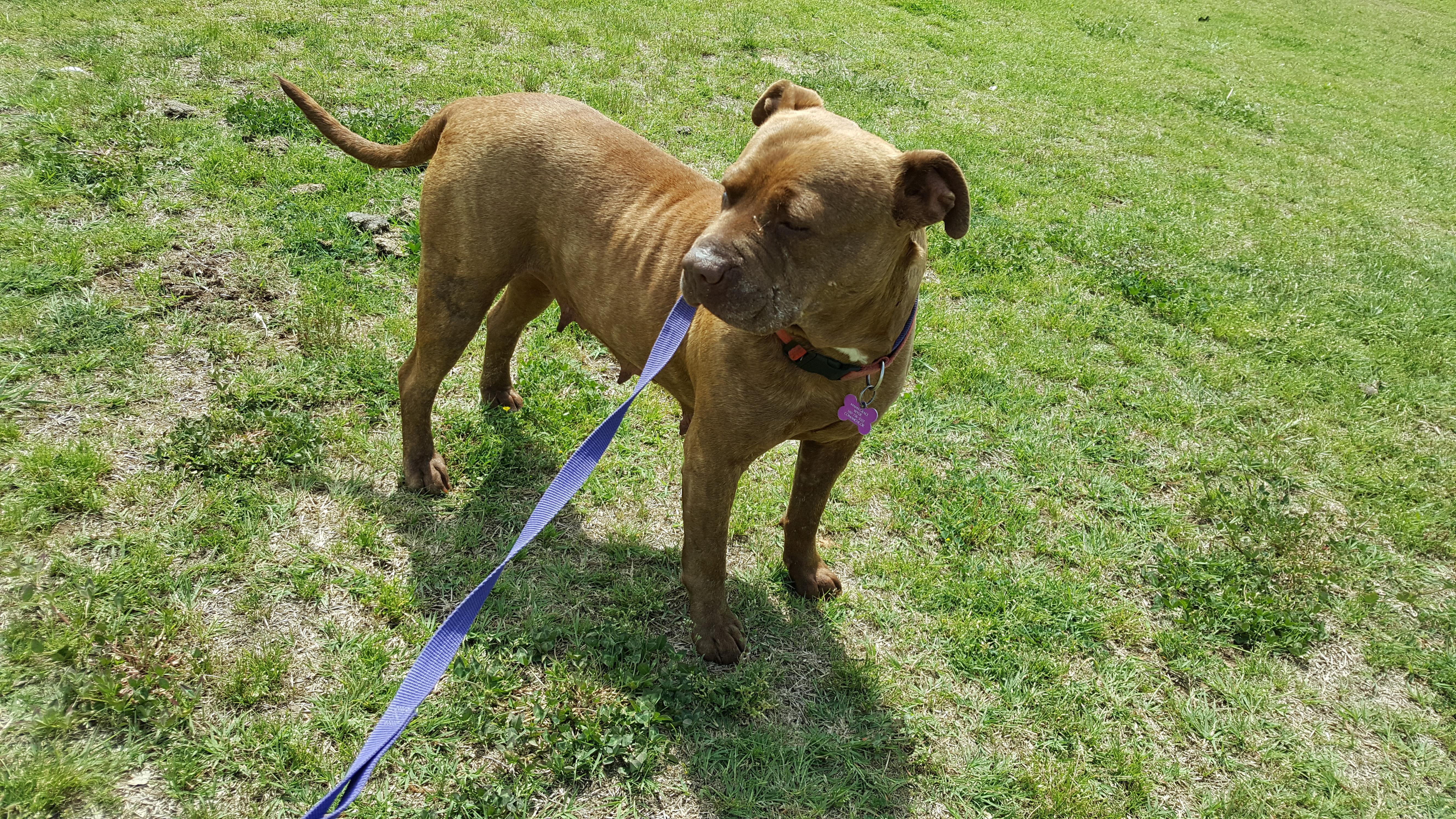 Gracie photo 2