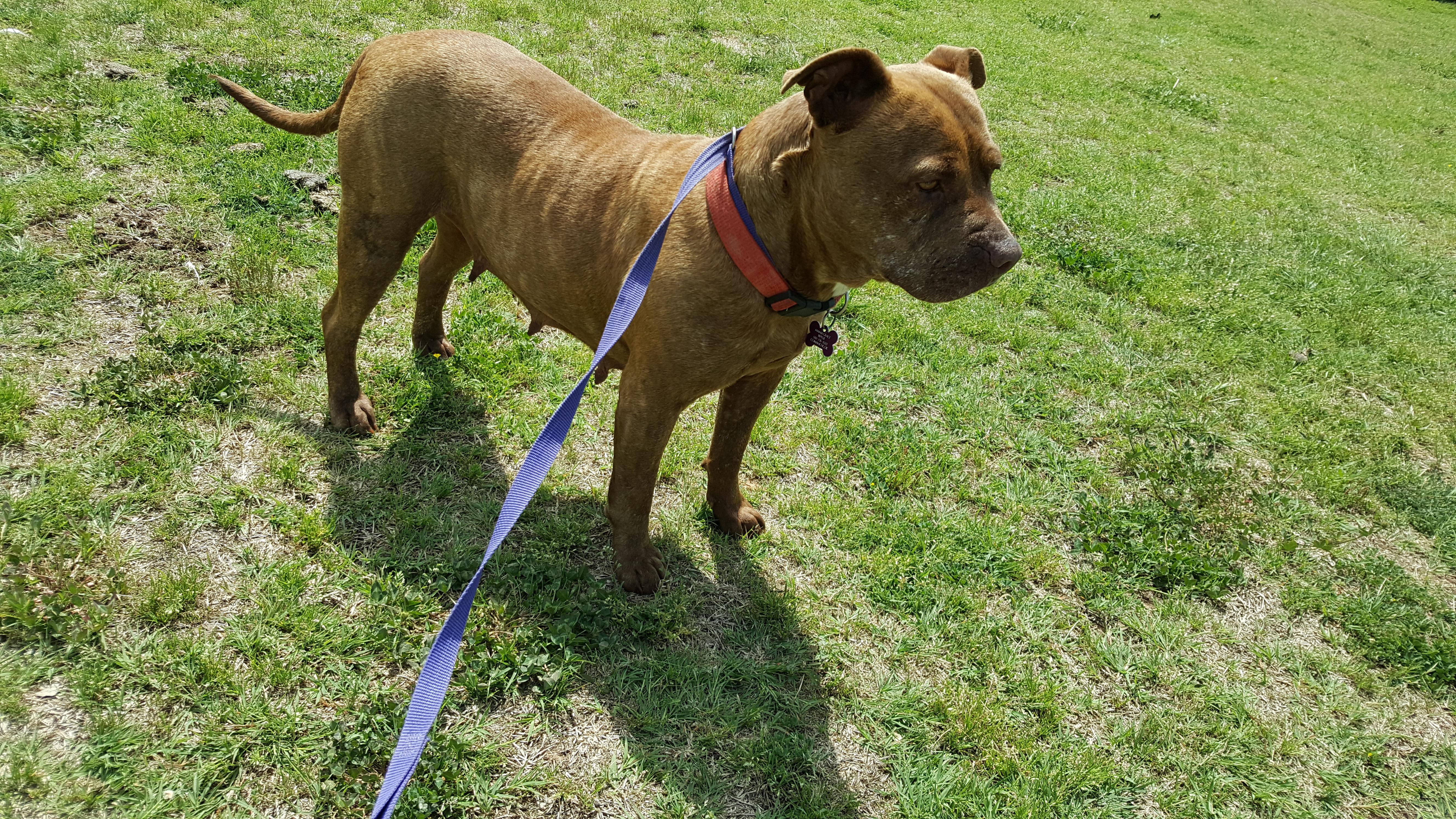 Gracie photo 3