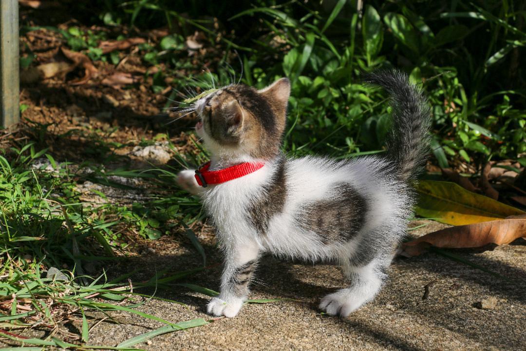 Enlarge UKULELE (1.6 lbs), a Adoptable mixed breed in New York, NY image 5/6