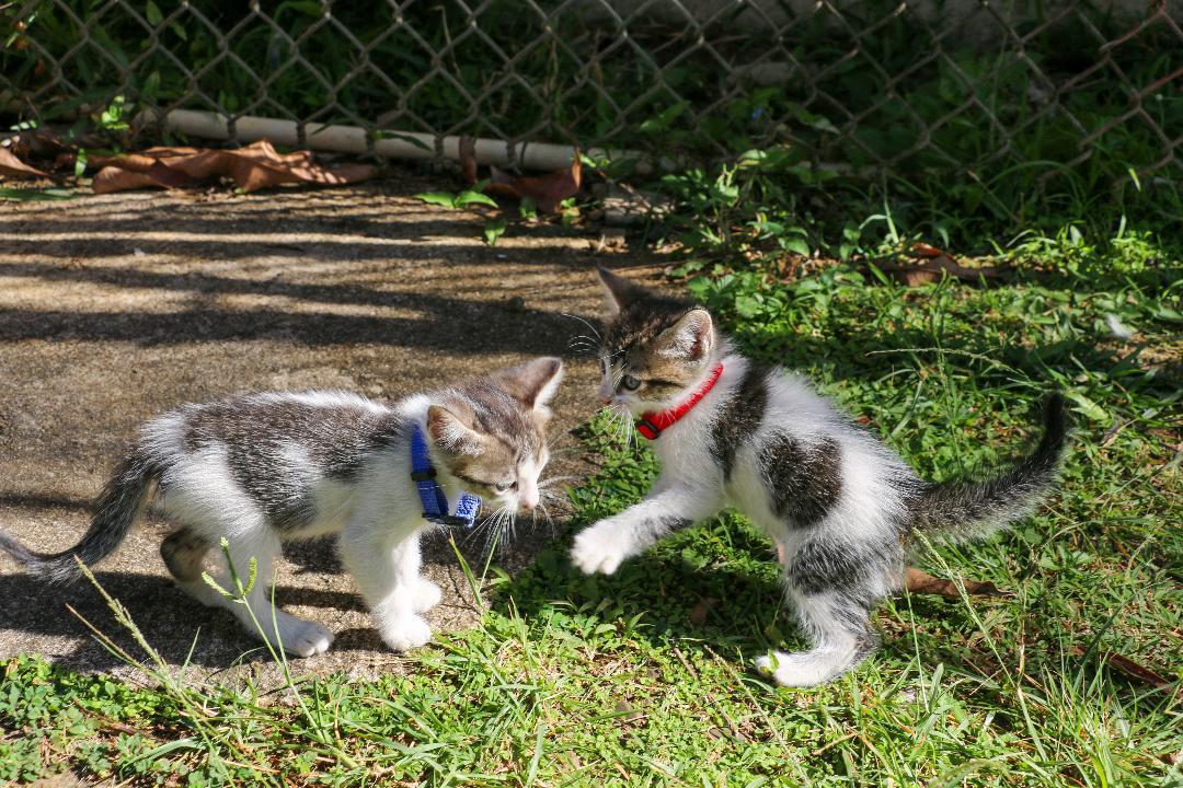 Enlarge UKULELE (1.6 lbs), a Adoptable mixed breed in New York, NY image 4/6