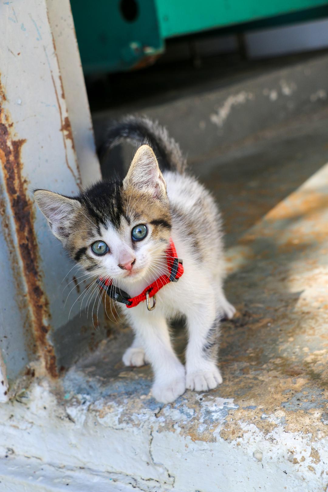 UKULELE (1.6 lbs), Adoptable, Kitten Male Siamese & Domestic Medium Hair.