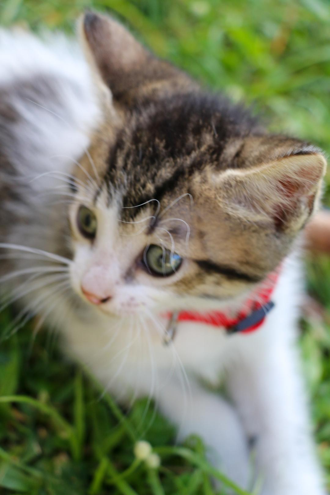 Enlarge UKULELE (1.6 lbs), a Adoptable mixed breed in New York, NY image 3/6