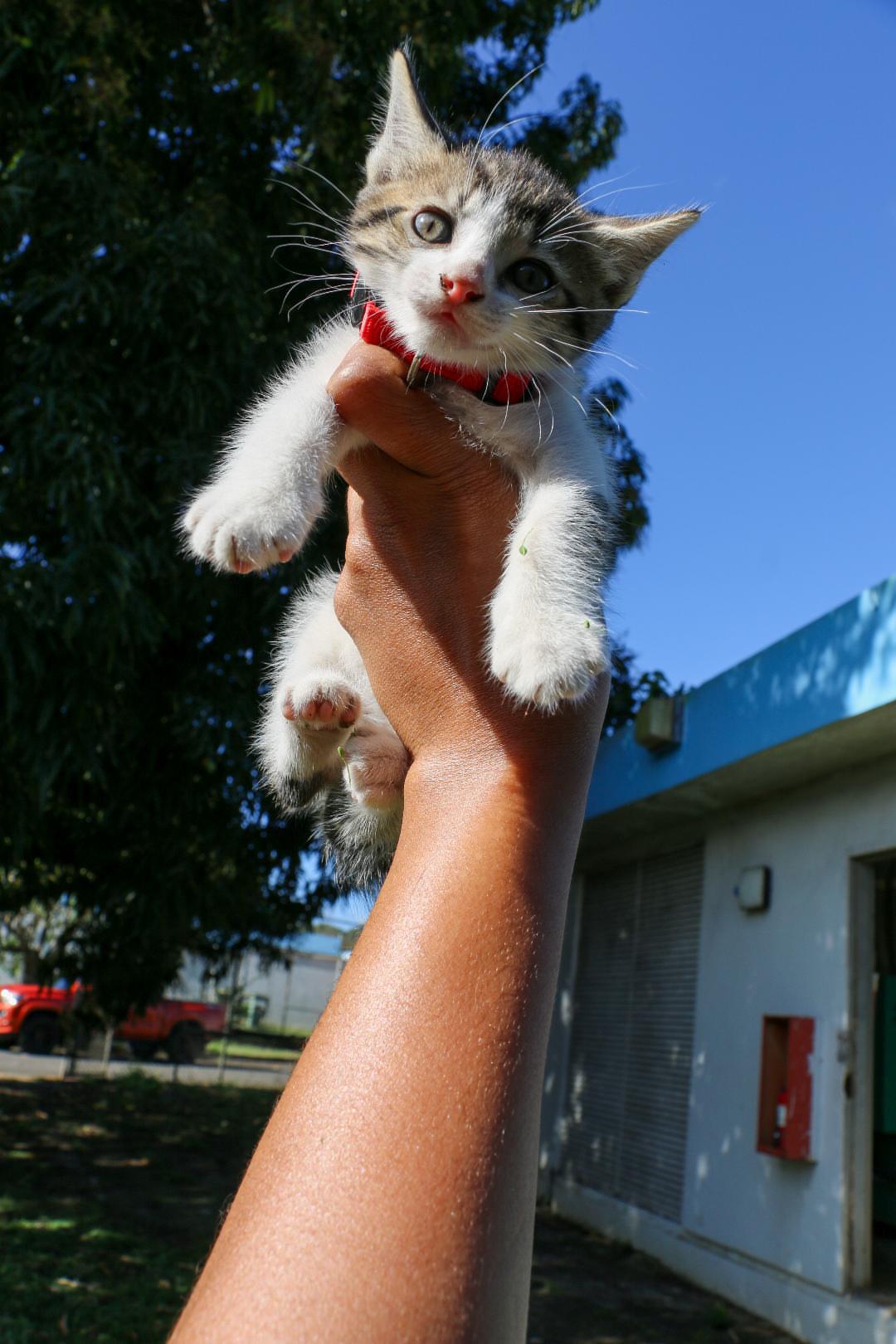 Enlarge UKULELE (1.6 lbs), a Adoptable mixed breed in New York, NY image 6/6
