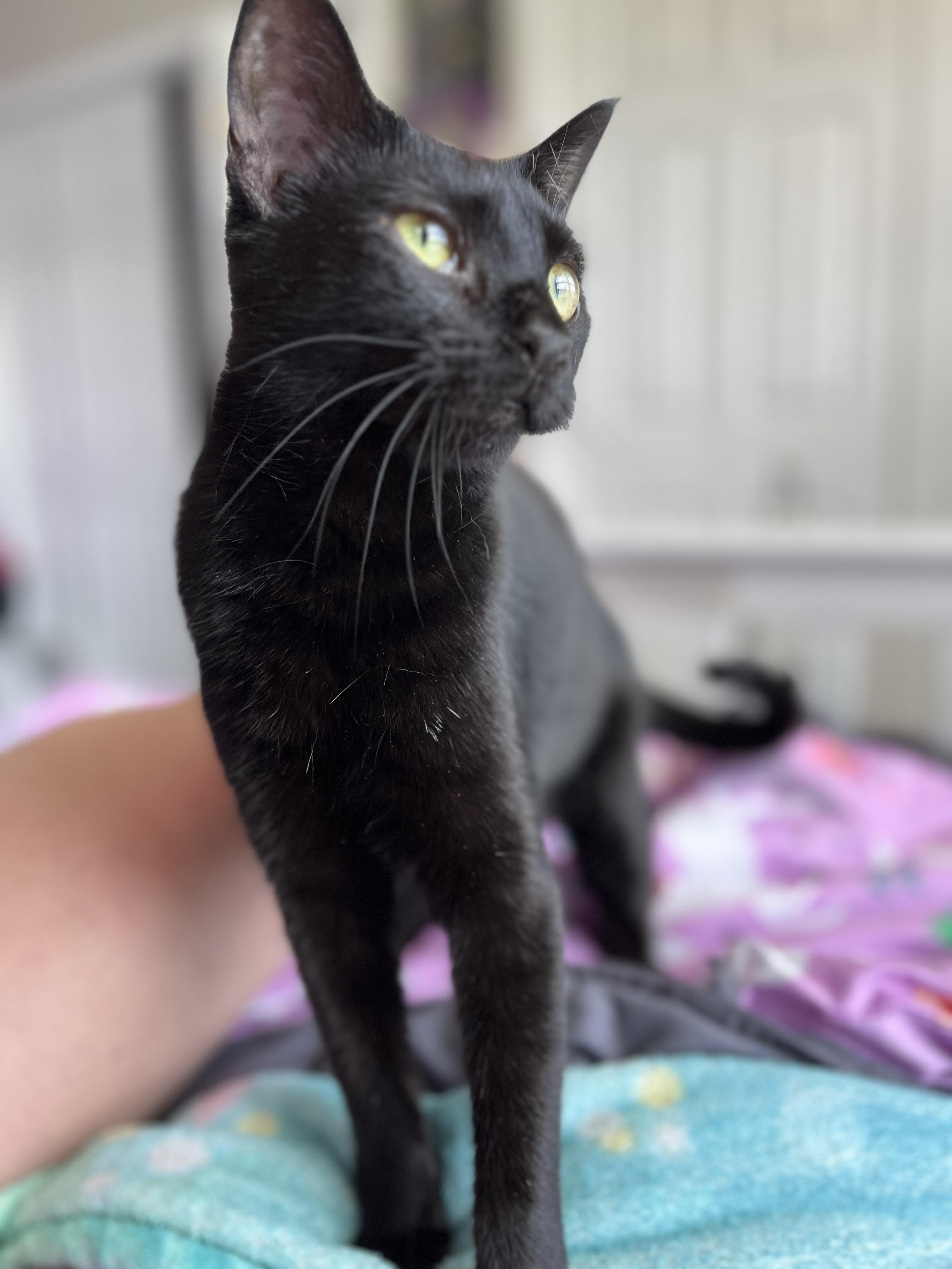 Landmine, a Adoptable Domestic Short Hair in Little River, SC image 5/5