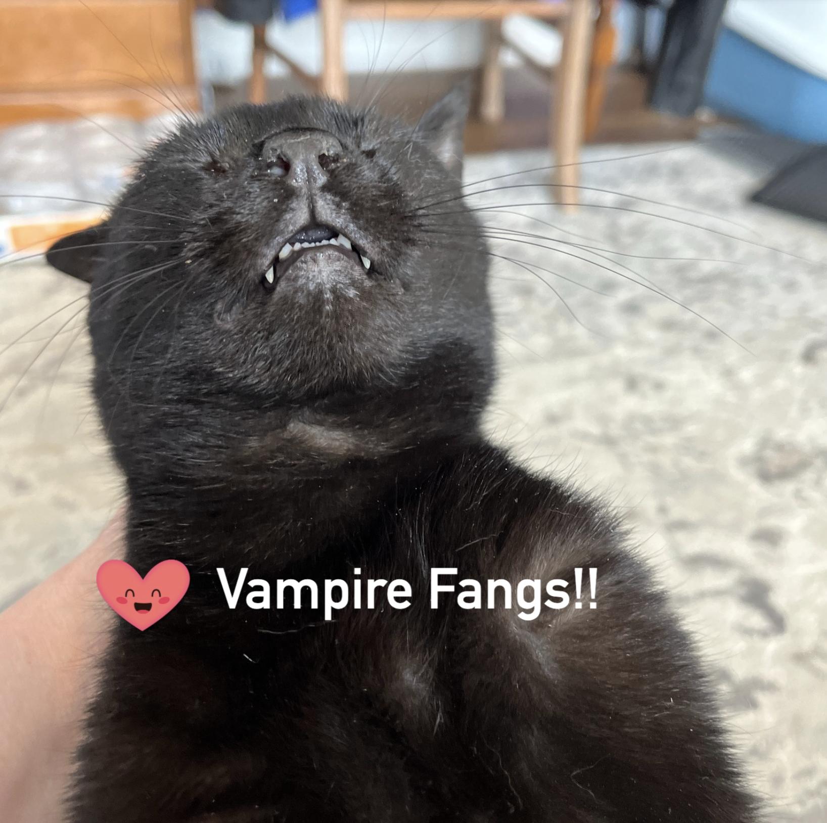 Landmine, Adoptable, Adult Male Domestic Short Hair.