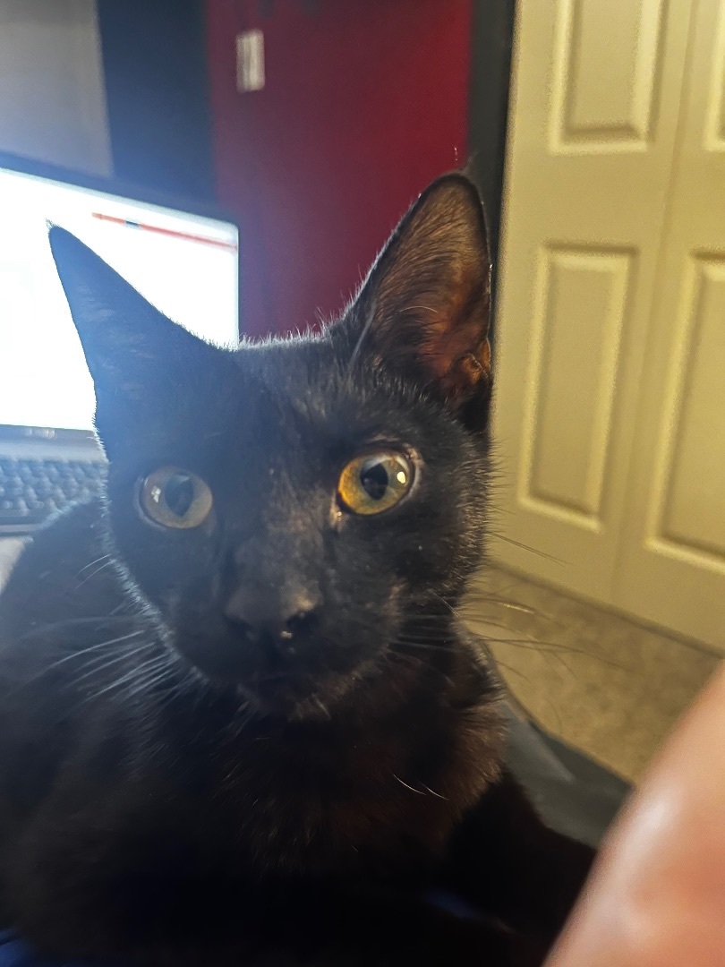 Landmine, a Adoptable Domestic Short Hair in Little River, SC image 4/5