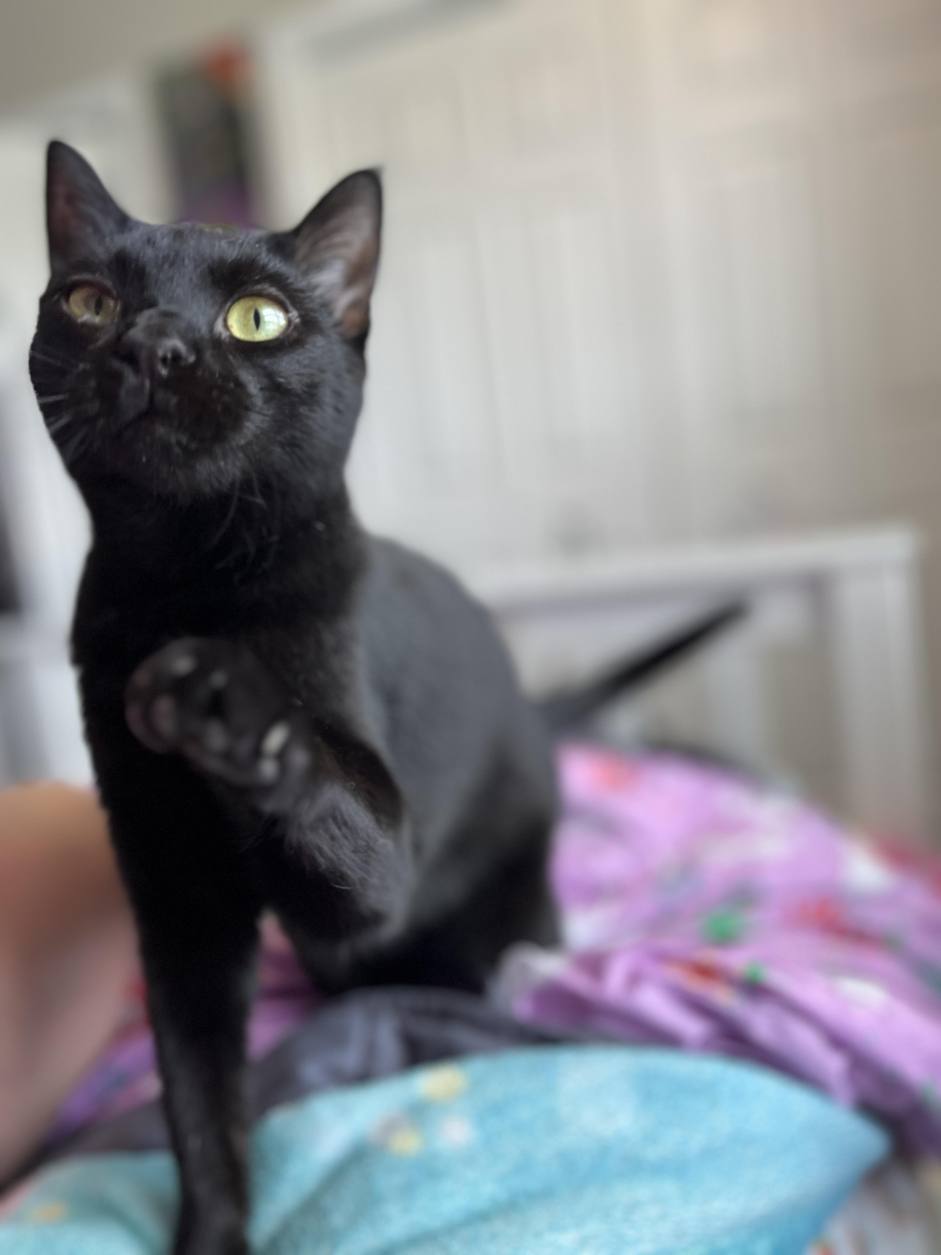 Landmine, a Adoptable Domestic Short Hair in Little River, SC image 3/5