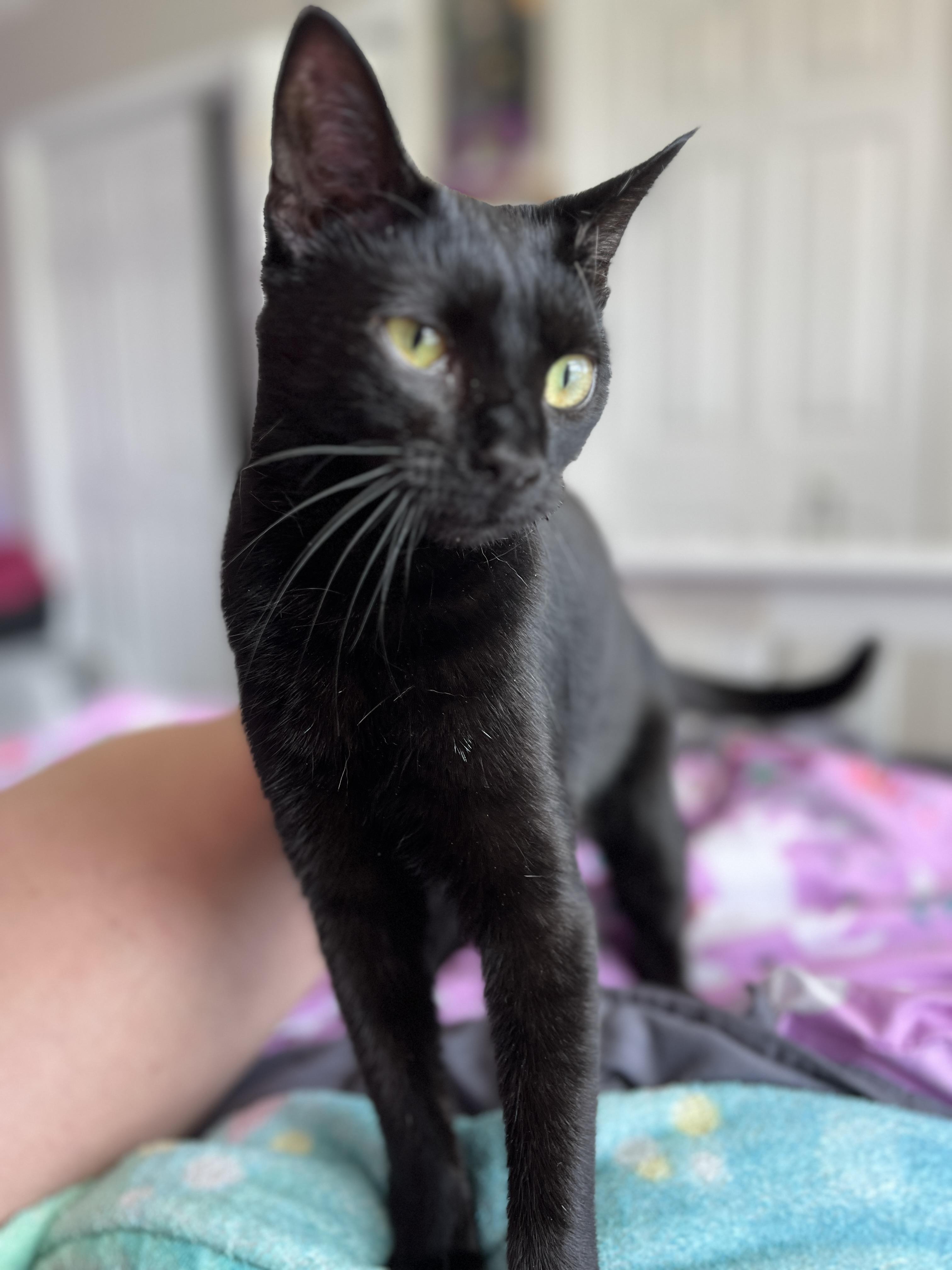 Landmine, a Adoptable Domestic Short Hair in Little River, SC image 2/5