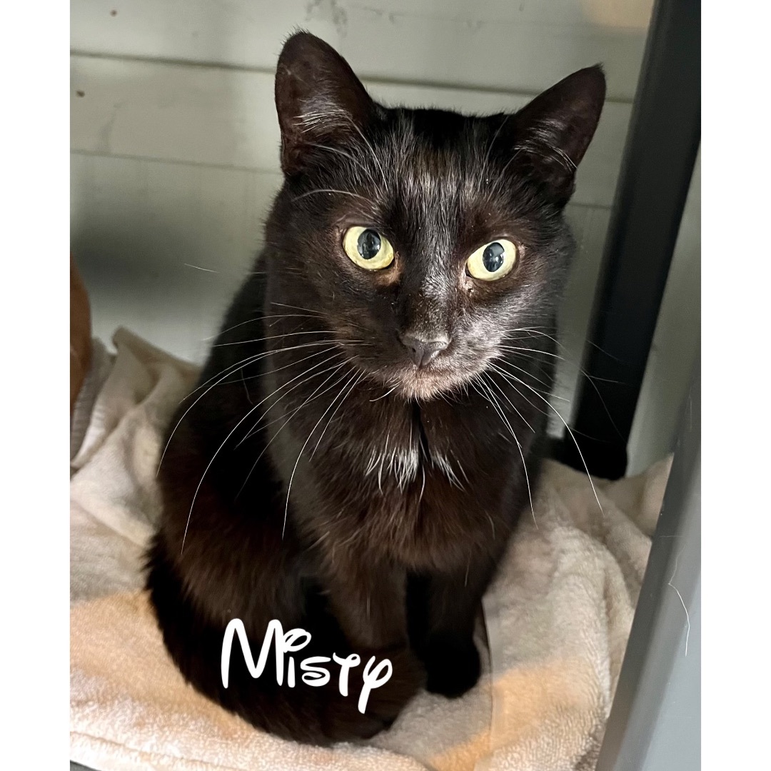 Misty, Adoptable, Adult Female Domestic Short Hair.