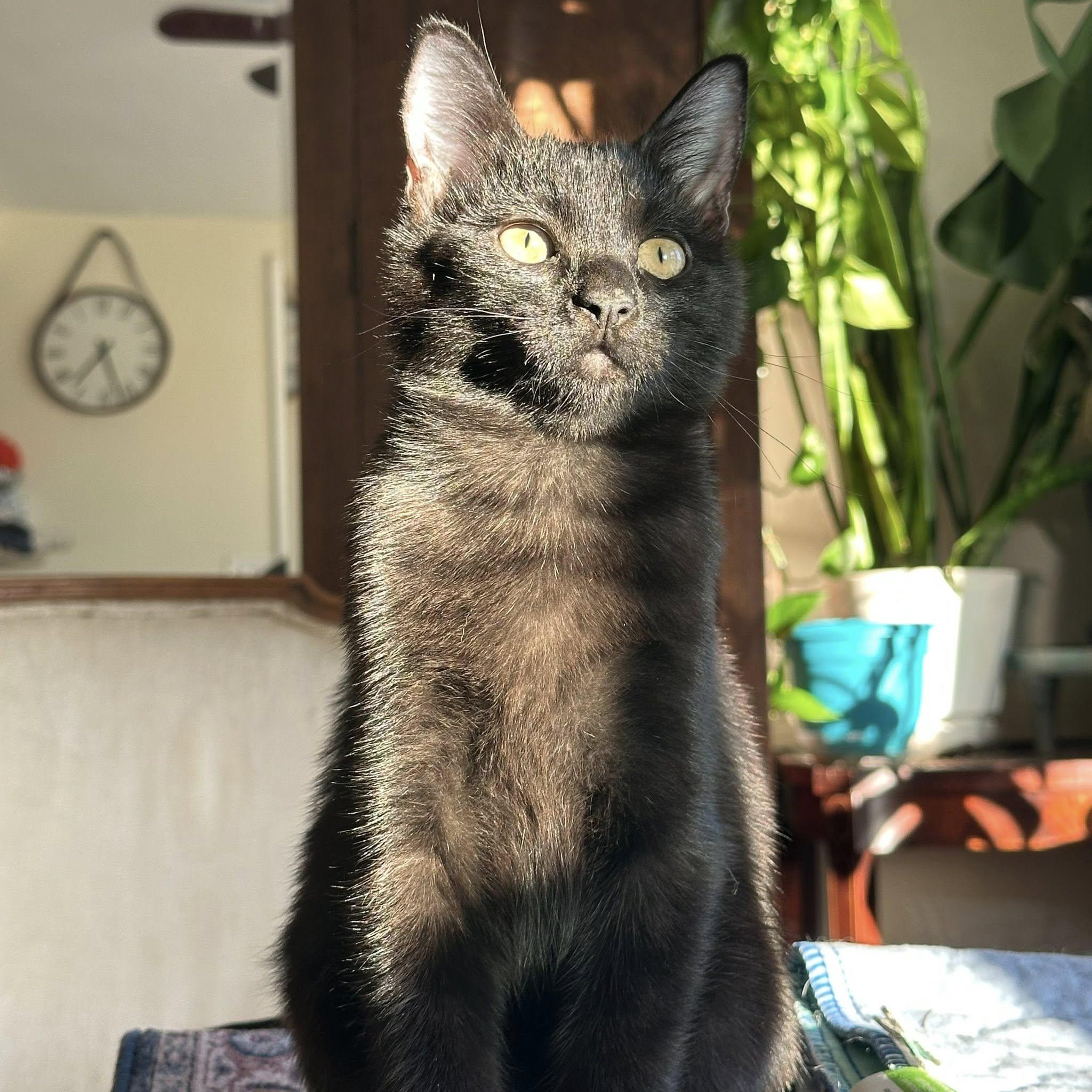 Enlarge Hunter, a ADOPTABLE Domestic Short Hair in Queen Creek, AZ image 2/4