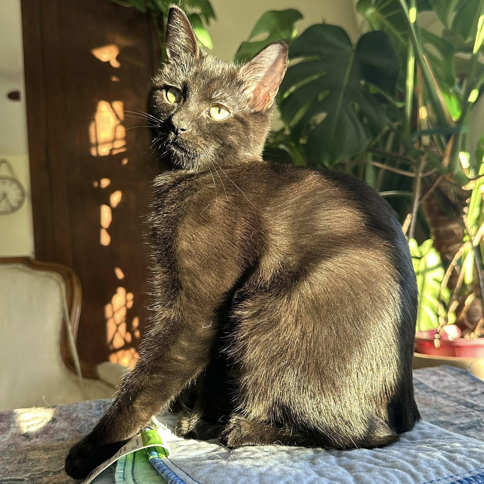 Hunter, ADOPTABLE, Kitten Male Domestic Short Hair.