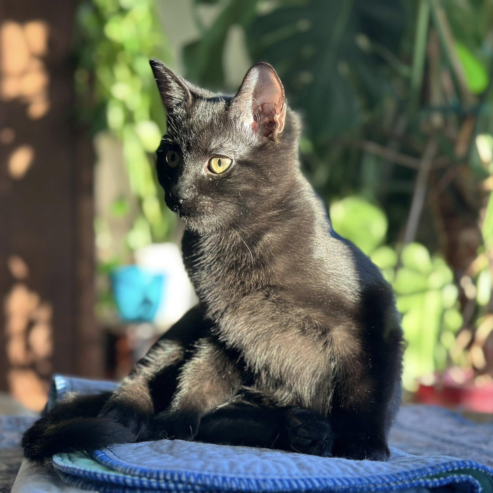 Enlarge Hunter, a ADOPTABLE Domestic Short Hair in Queen Creek, AZ image 3/4