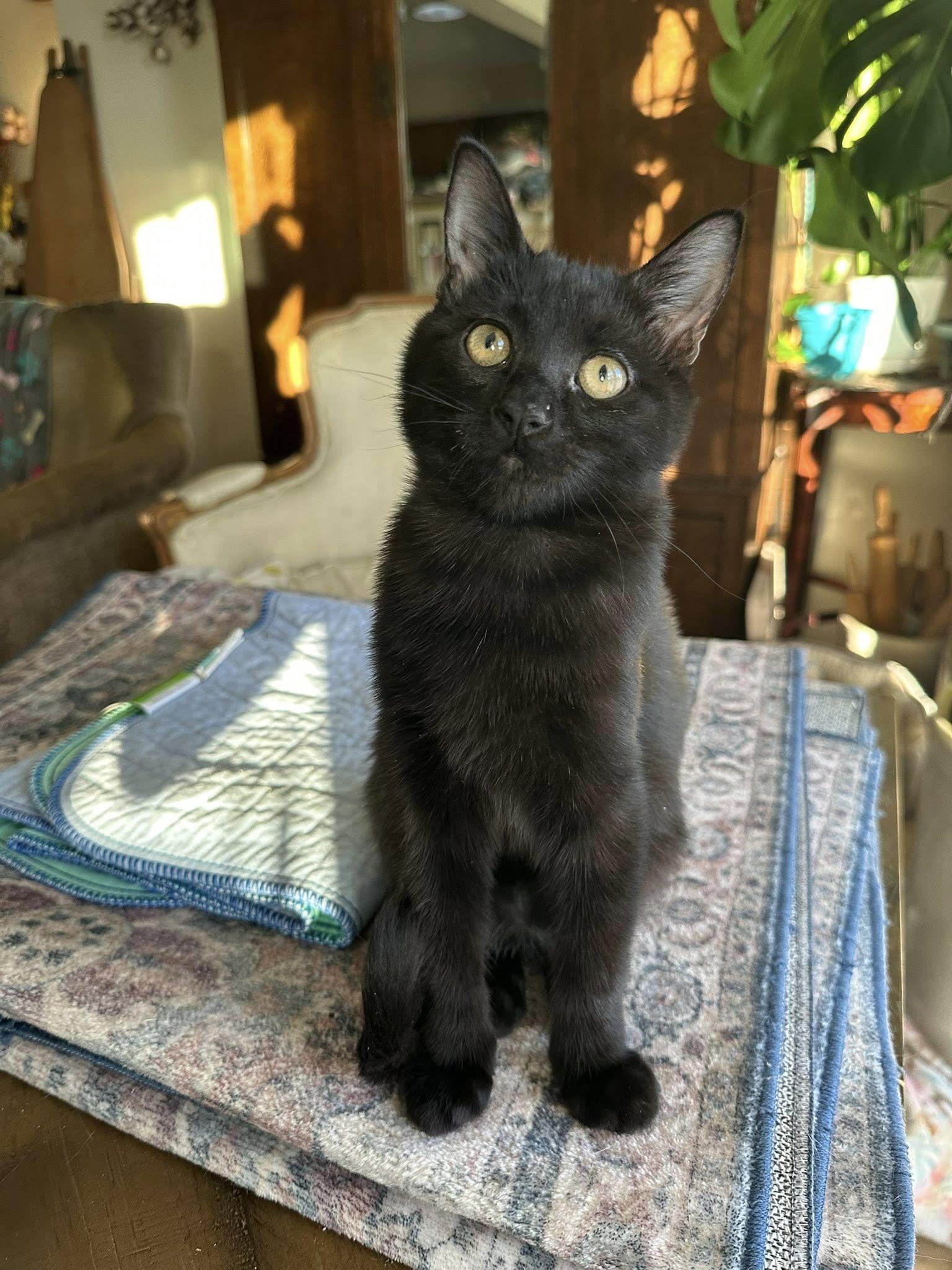 Enlarge Hunter, a ADOPTABLE Domestic Short Hair in Queen Creek, AZ image 4/4