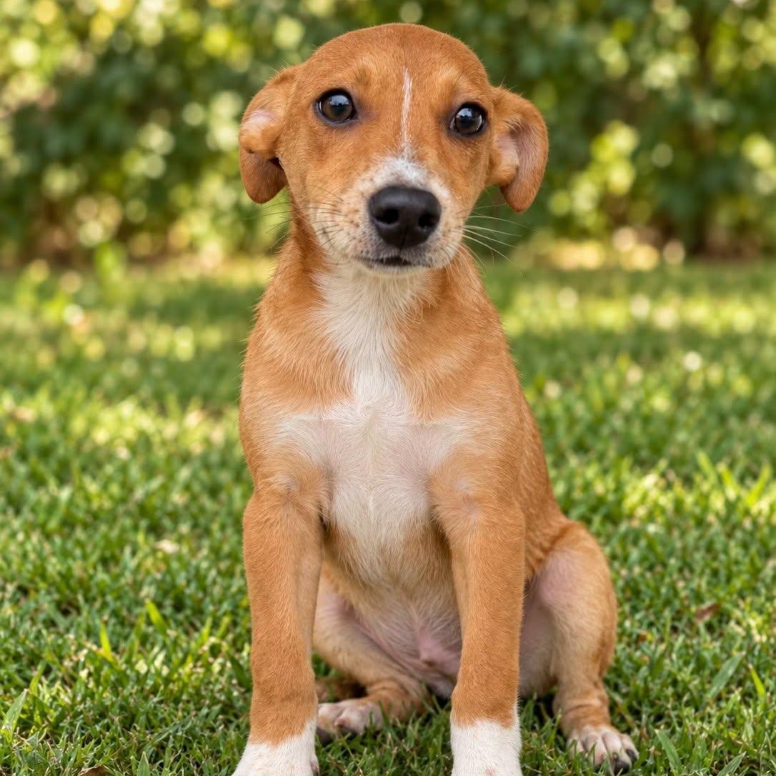 Enlarge PEGASUS, a Adoptable Mixed Breed in Cranston, RI image 1/1