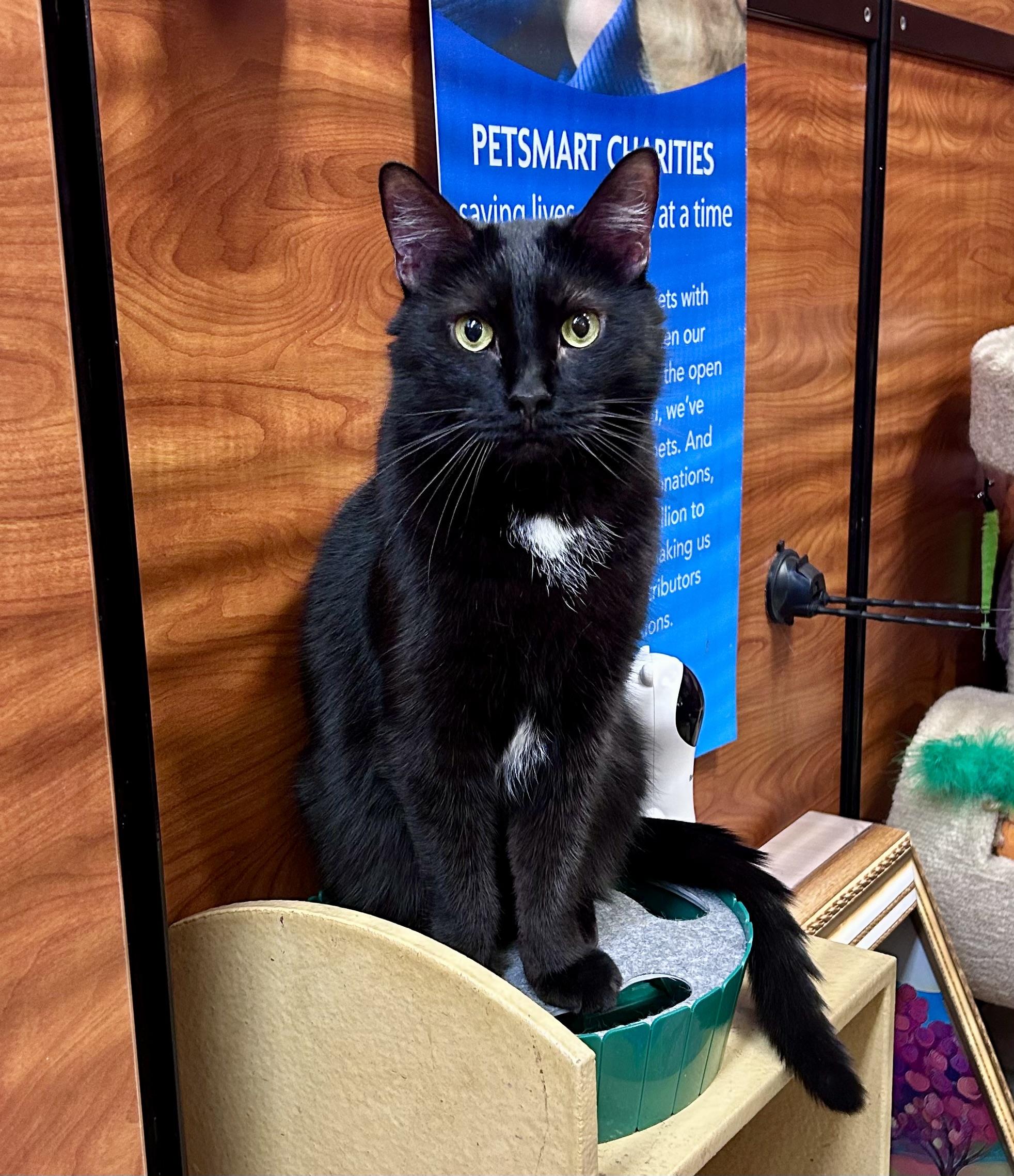 Enlarge Colin, a ADOPTABLE Domestic Short Hair in Vernon Hills, IL image 1/2