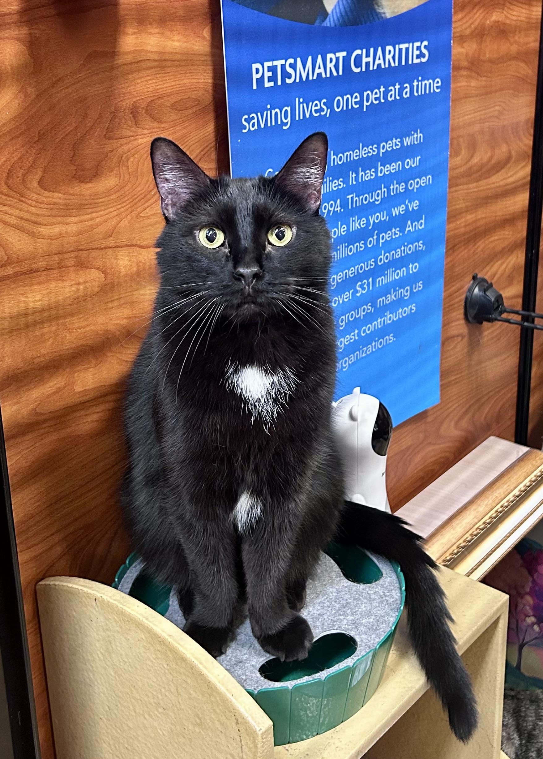 Enlarge Colin, a ADOPTABLE Domestic Short Hair in Vernon Hills, IL image 2/2