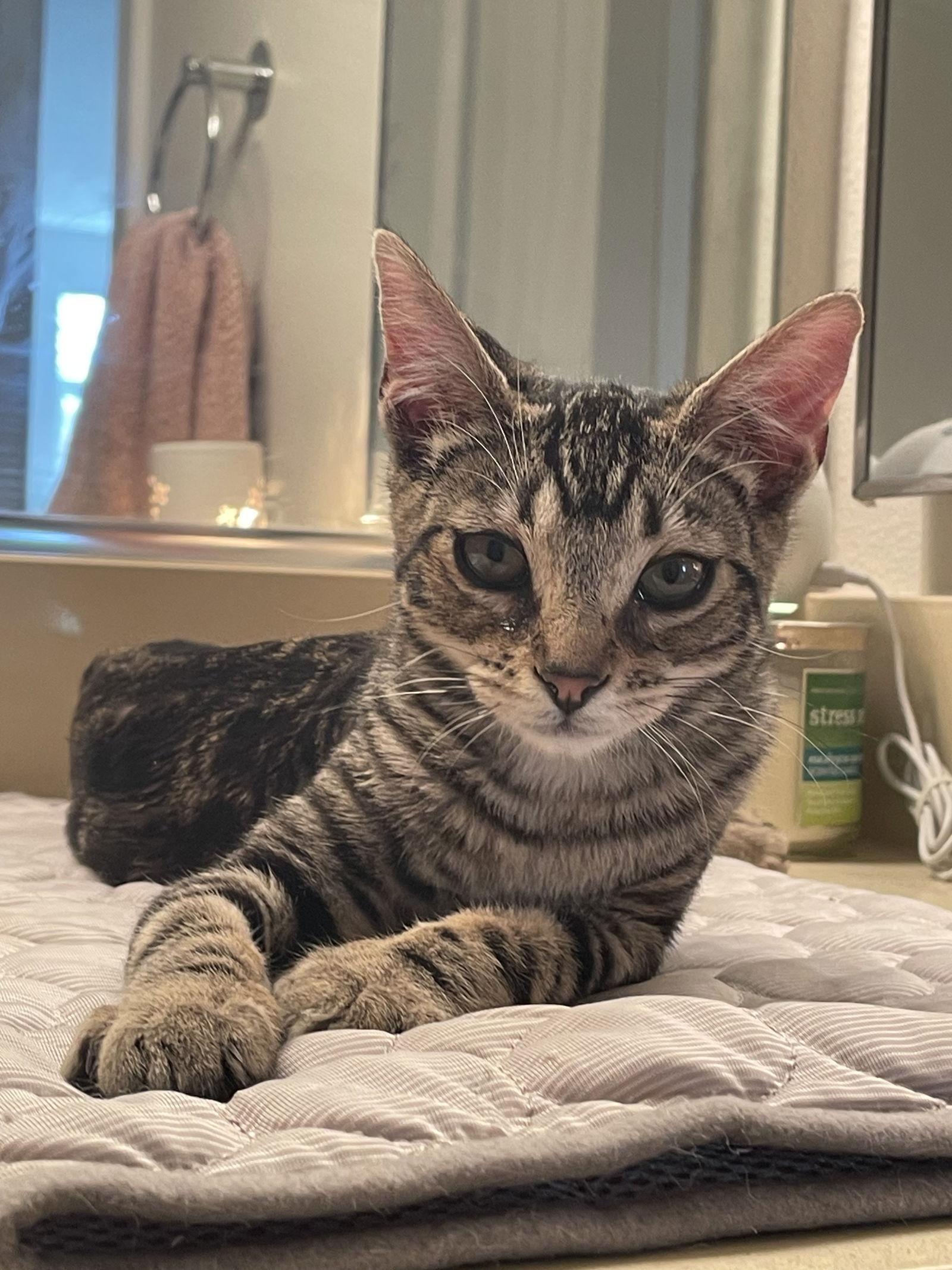 Roxie, Adoptable, Kitten Female Domestic Short Hair.