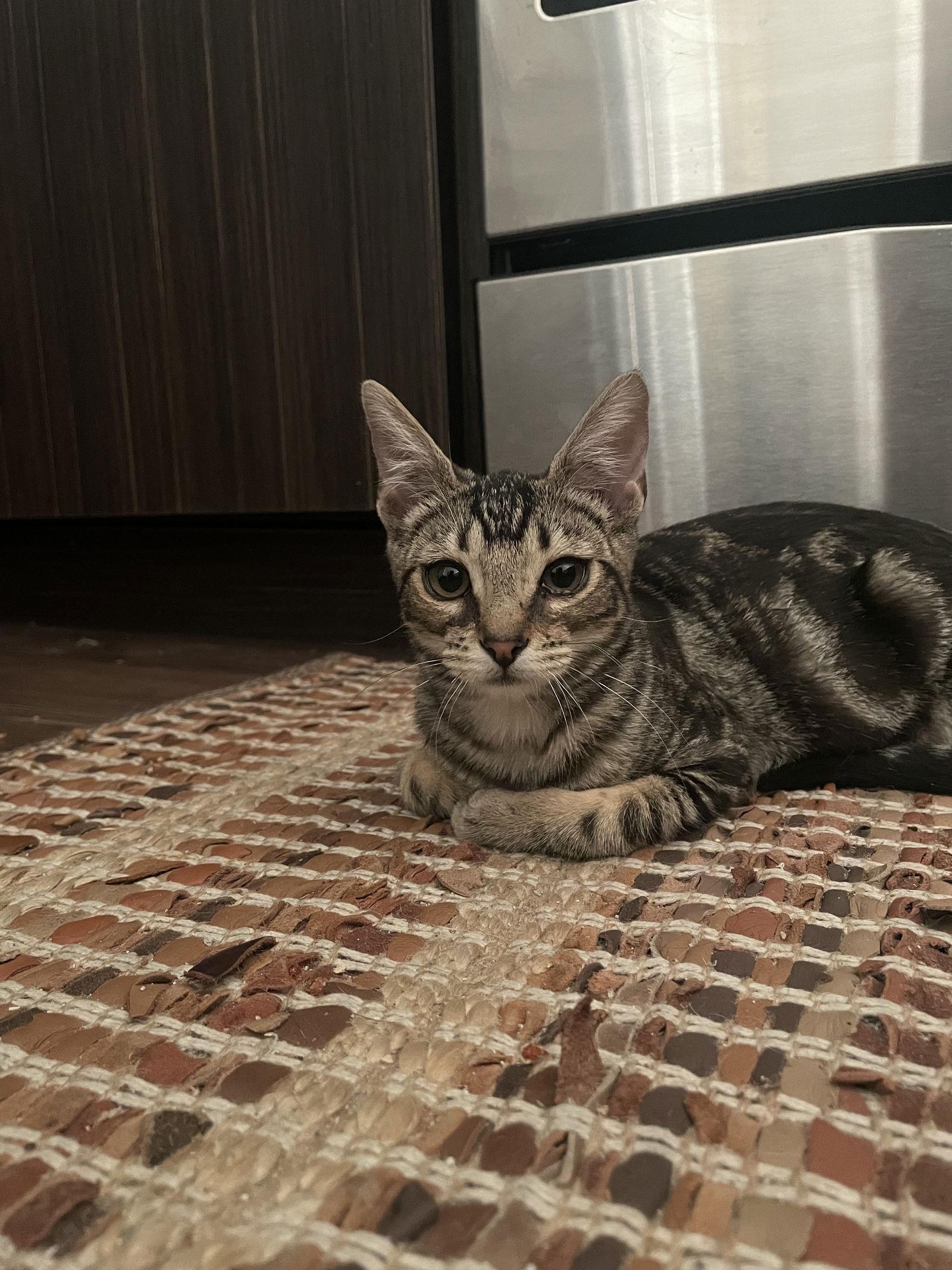 Enlarge Roxie, a Adoptable Domestic Short Hair in Walnut Creek, CA image 2/3