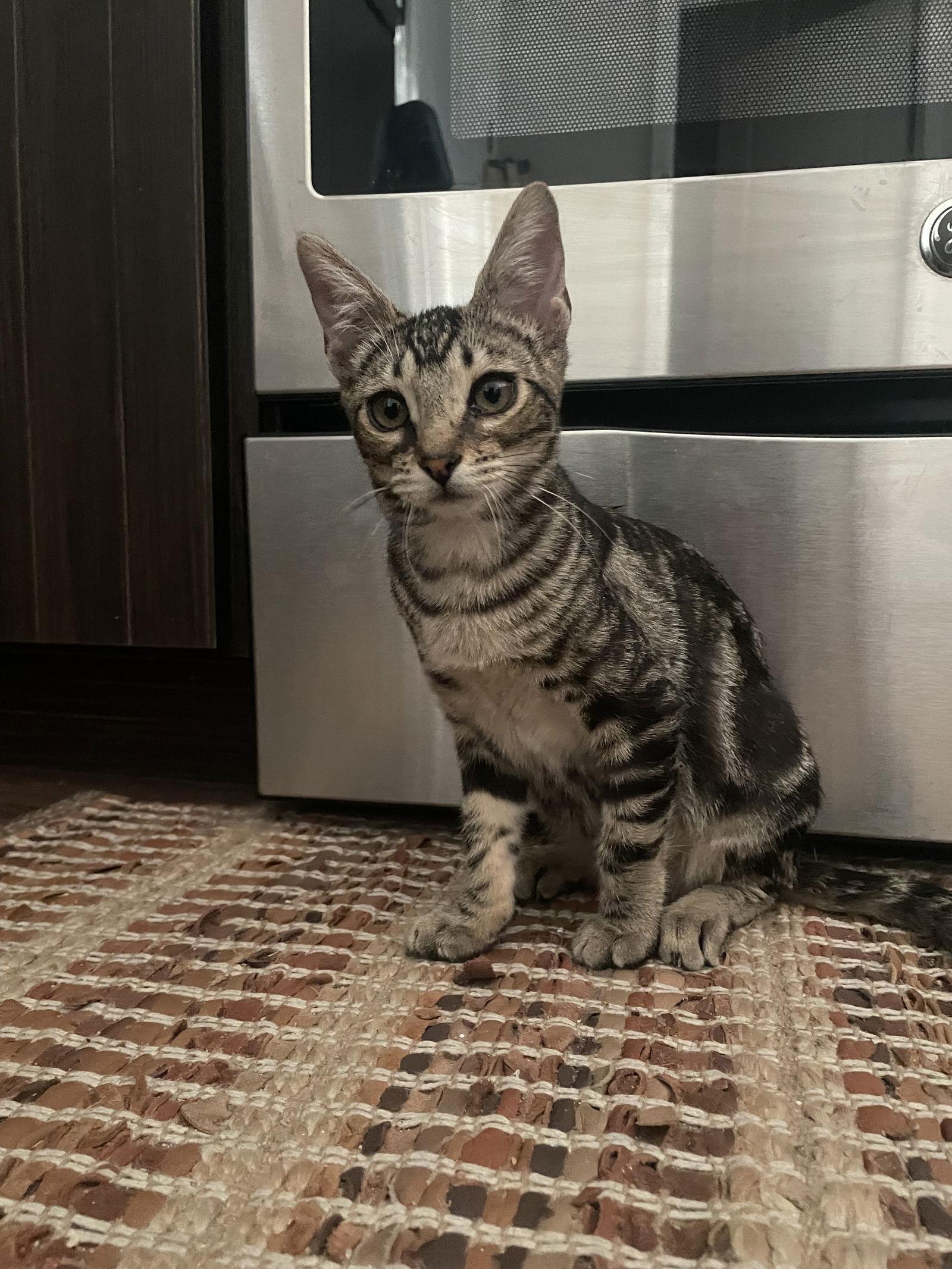Enlarge Roxie, a Adoptable Domestic Short Hair in Walnut Creek, CA image 3/3