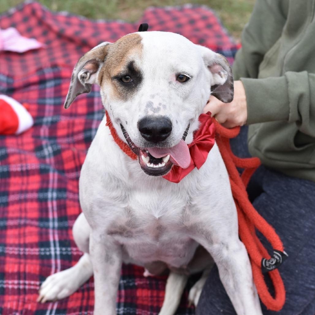 Enlarge Ivy, a ADOPTABLE Mixed Breed in Ft Walton Beach , FL image 4/5