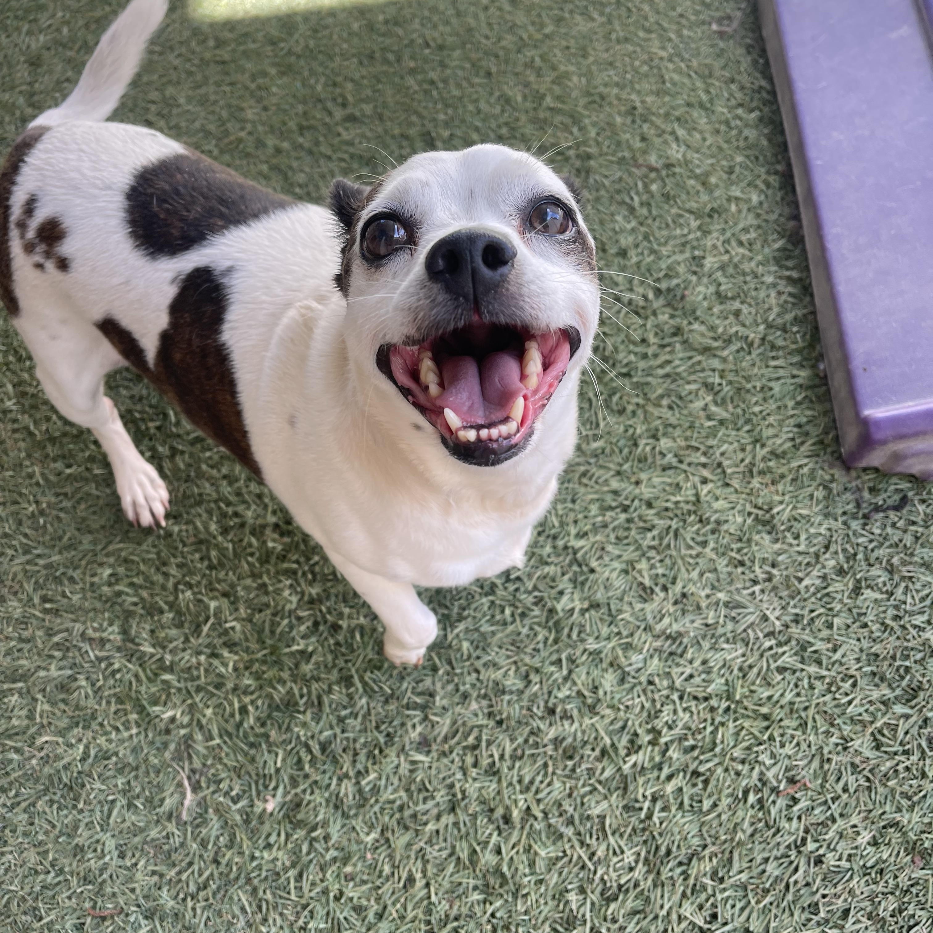 Enlarge Pancake, a ADOPTABLE mixed breed in Baton Rouge, LA image 2/4
