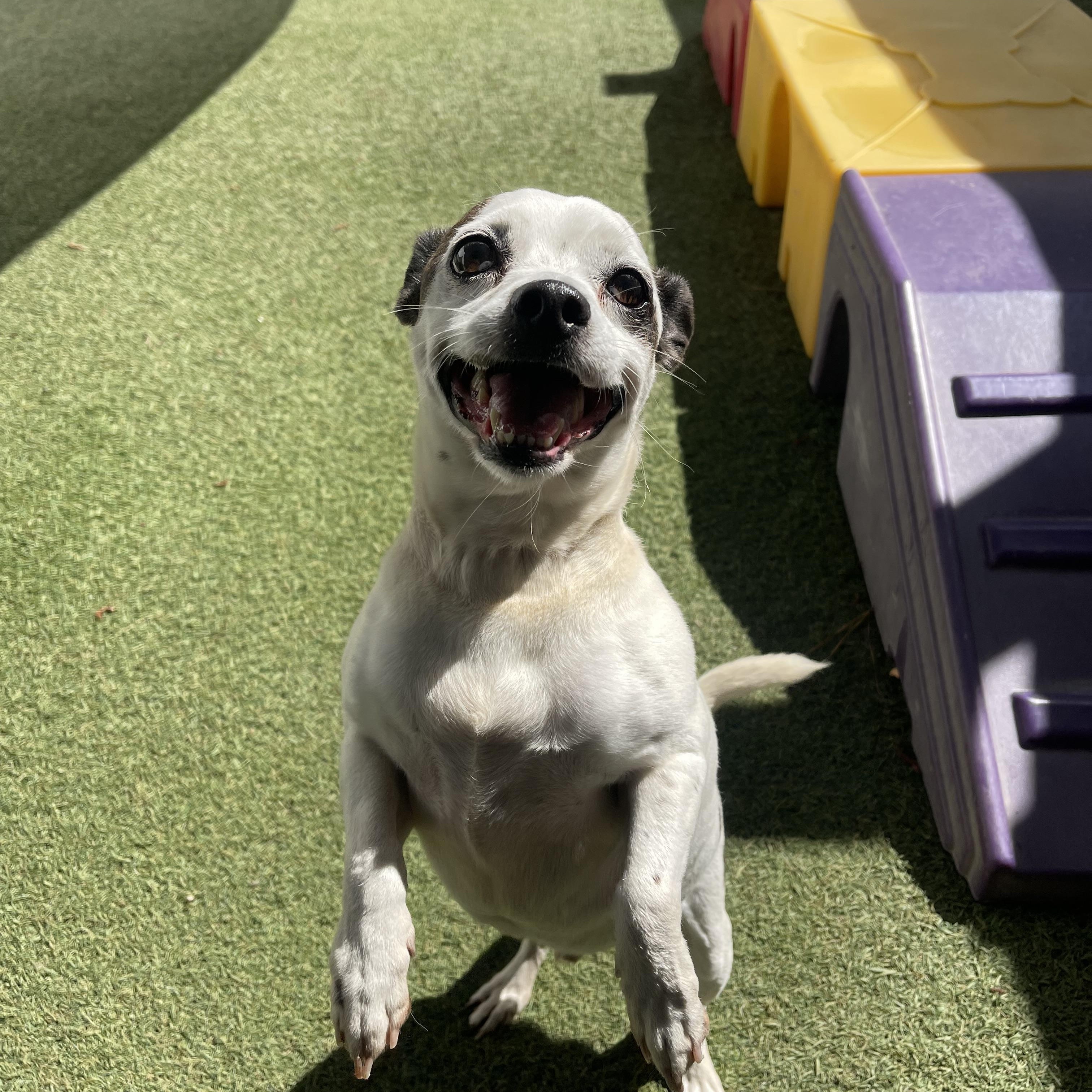 Pancake, ADOPTABLE, Senior Male Rat Terrier.