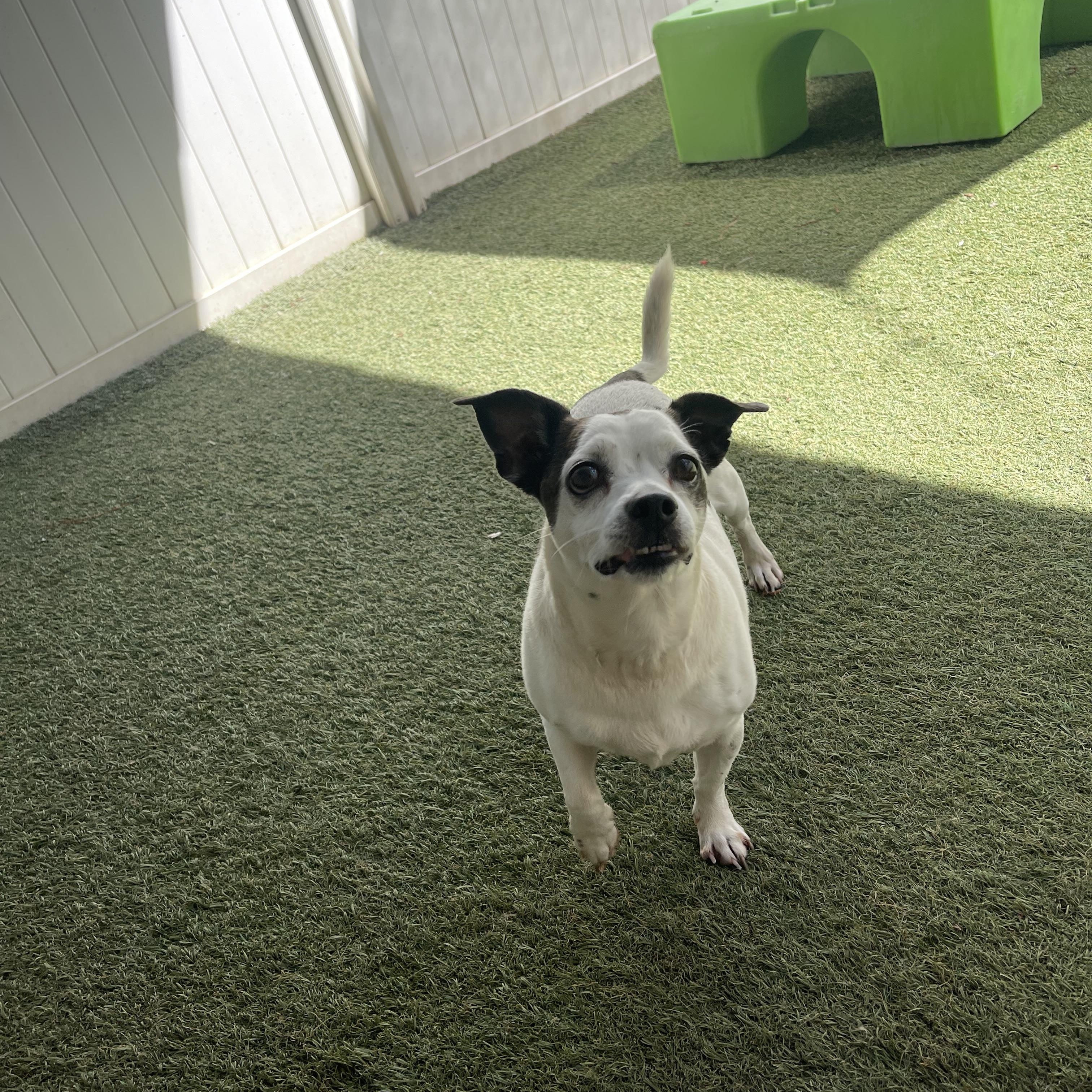Enlarge Pancake, a ADOPTABLE mixed breed in Baton Rouge, LA image 4/4