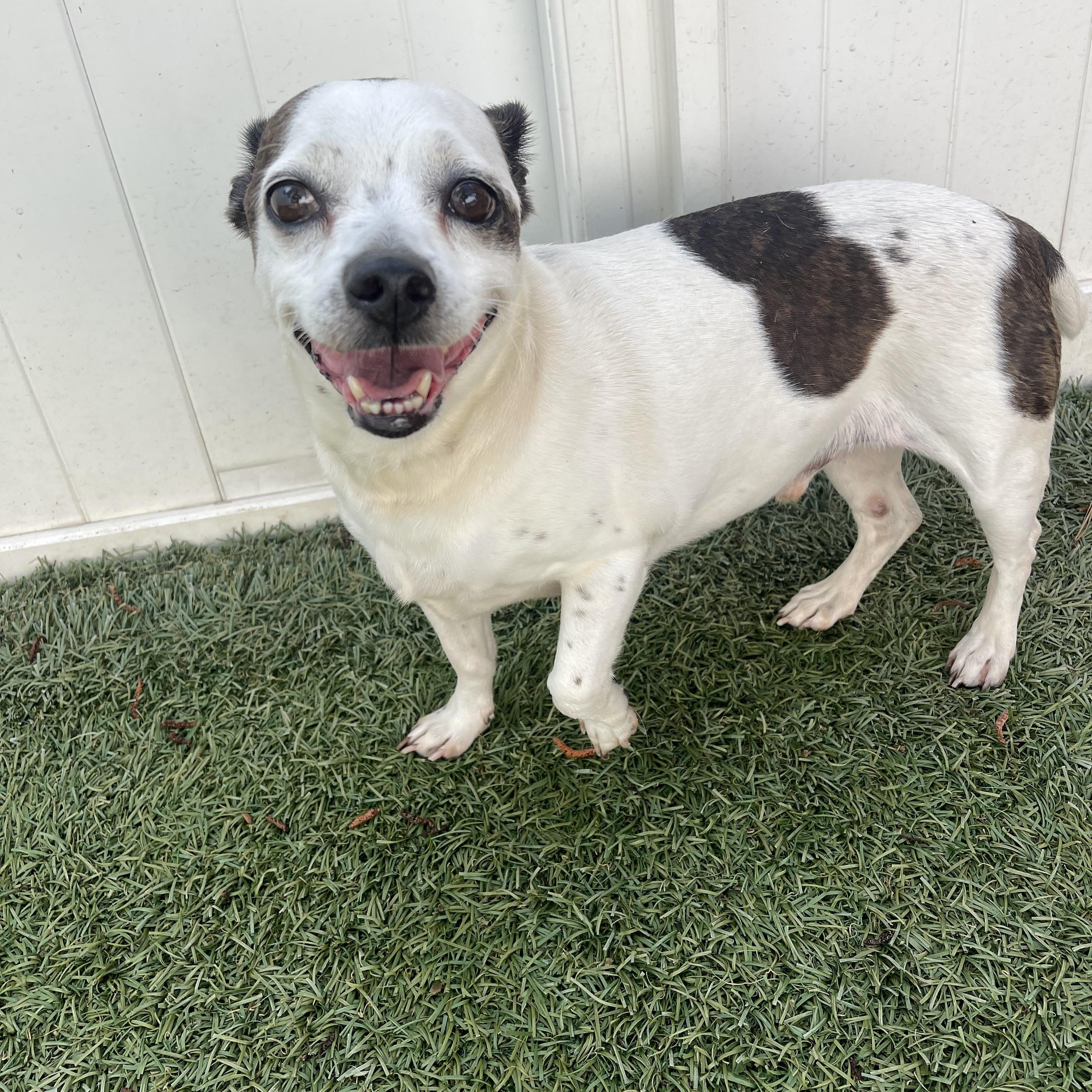 Enlarge Pancake, a ADOPTABLE mixed breed in Baton Rouge, LA image 3/4