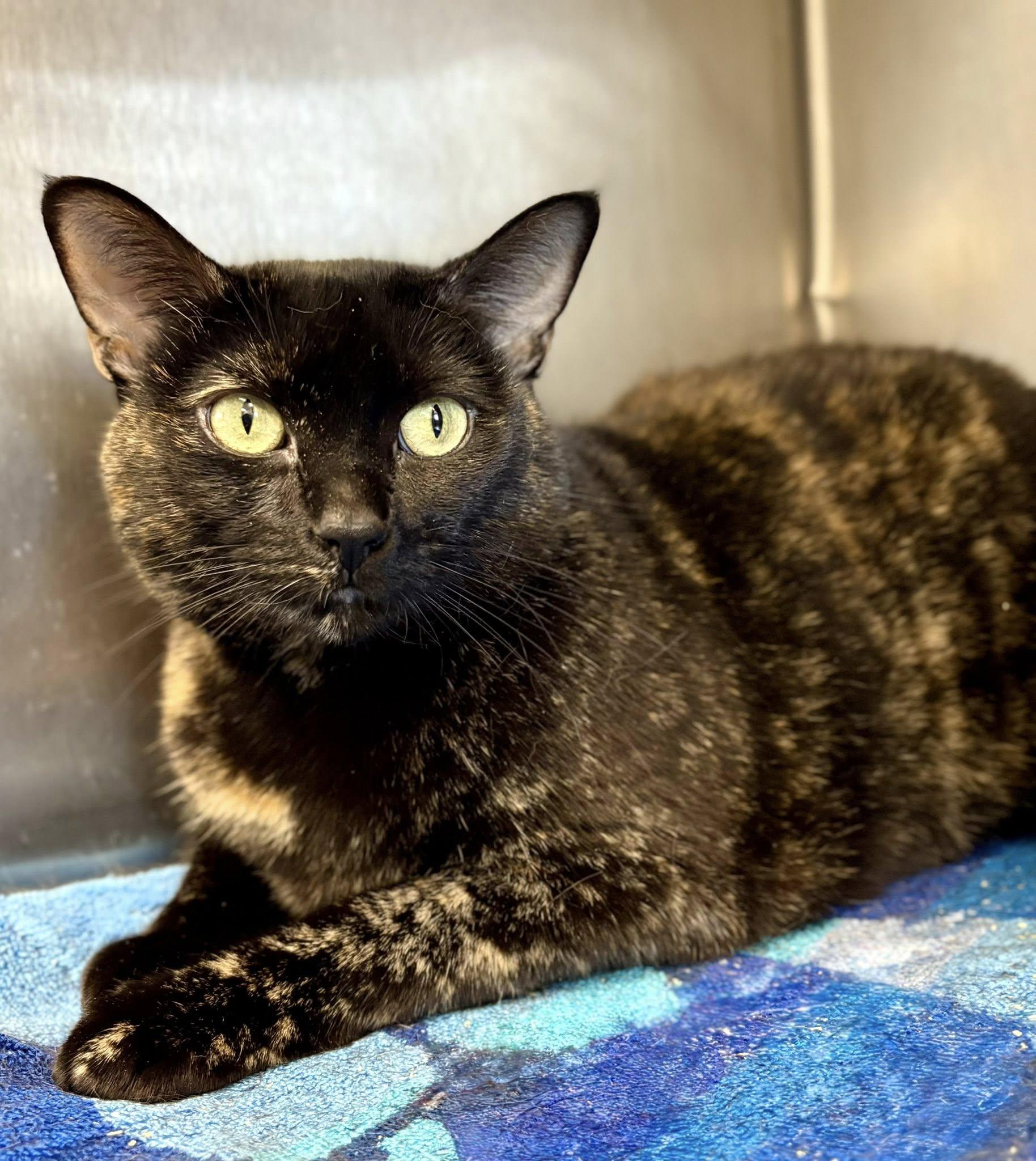 Shalissa, ADOPTABLE, Adult Female Domestic Short Hair.
