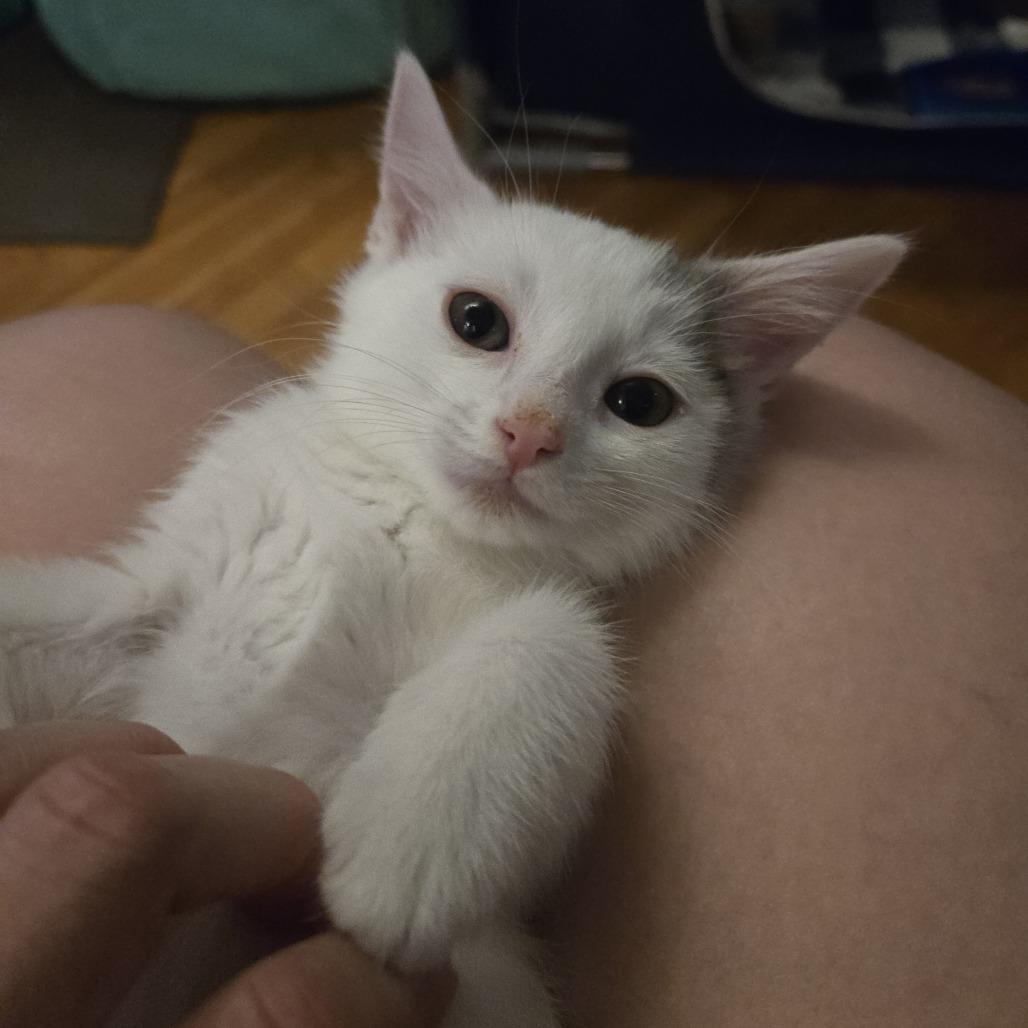 Violet, a Adoptable Domestic Medium Hair in Staten Island, NY image 1/6