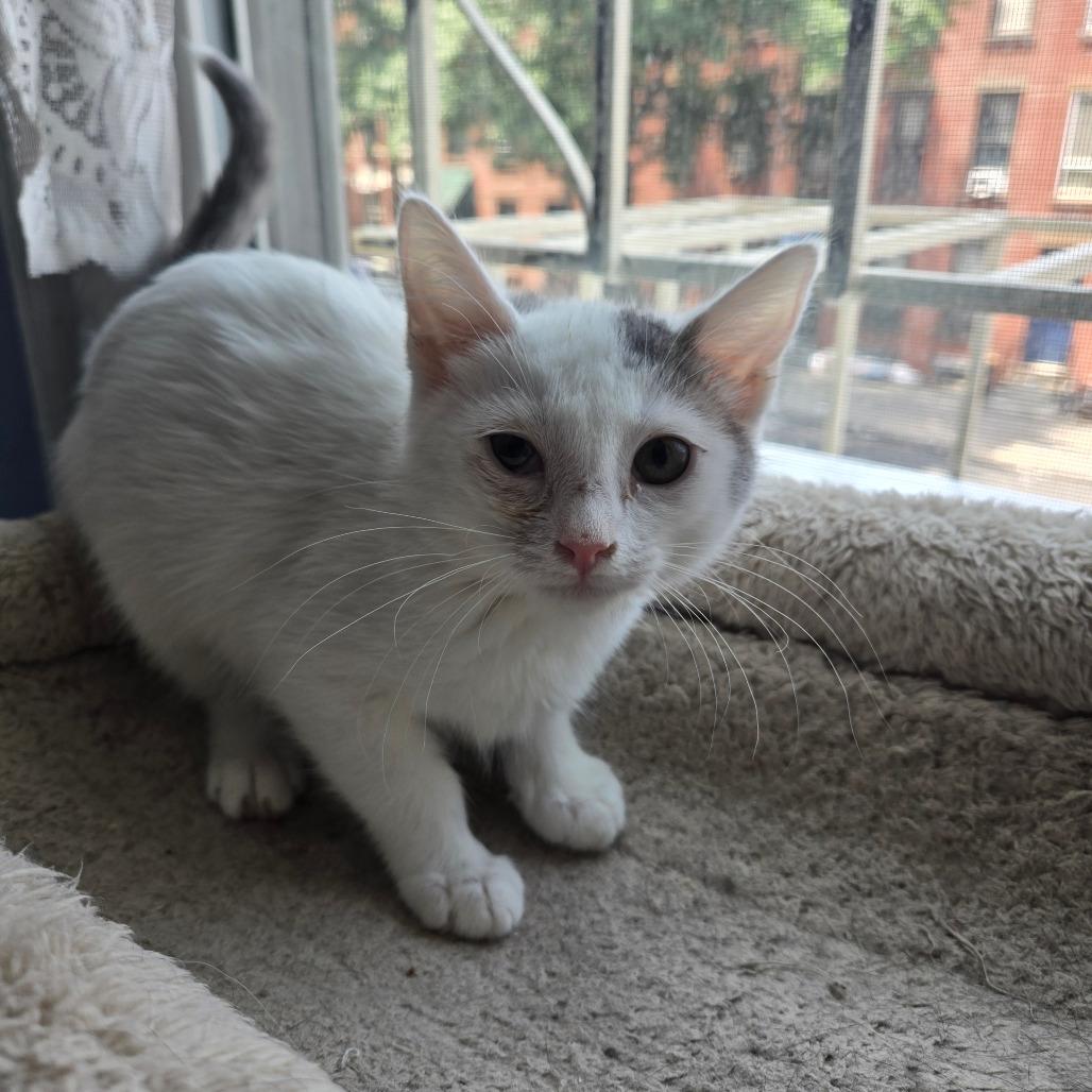 Violet, a Adoptable Domestic Medium Hair in Staten Island, NY image 2/6