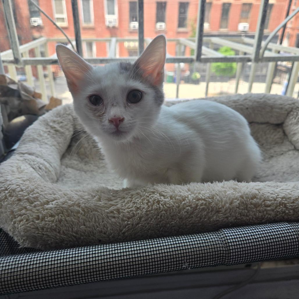 Violet, a Adoptable Domestic Medium Hair in Staten Island, NY image 3/6