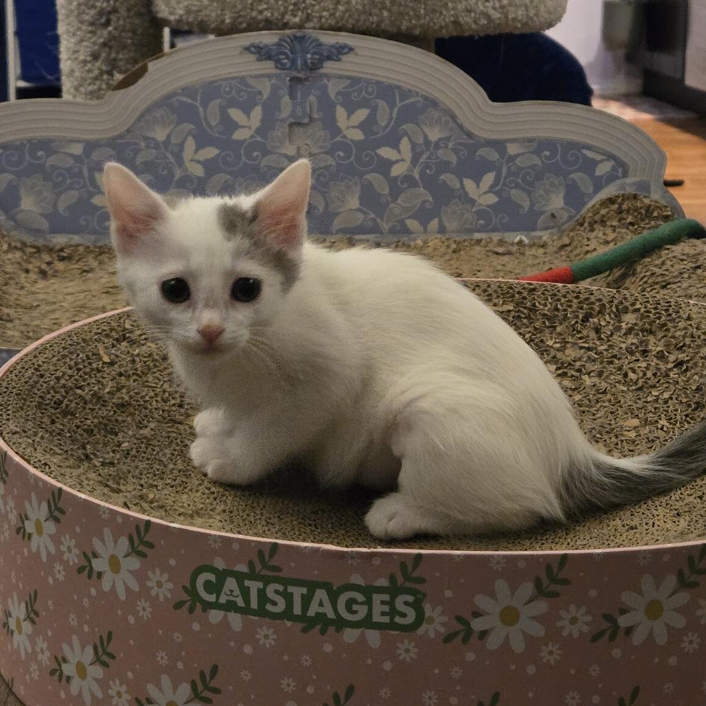 Violet, a Adoptable Domestic Medium Hair in Staten Island, NY image 4/6