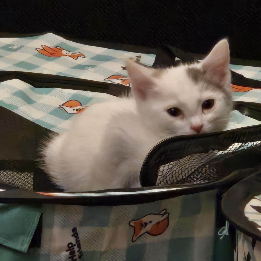 Violet, a Adoptable Domestic Medium Hair in Staten Island, NY image 5/6